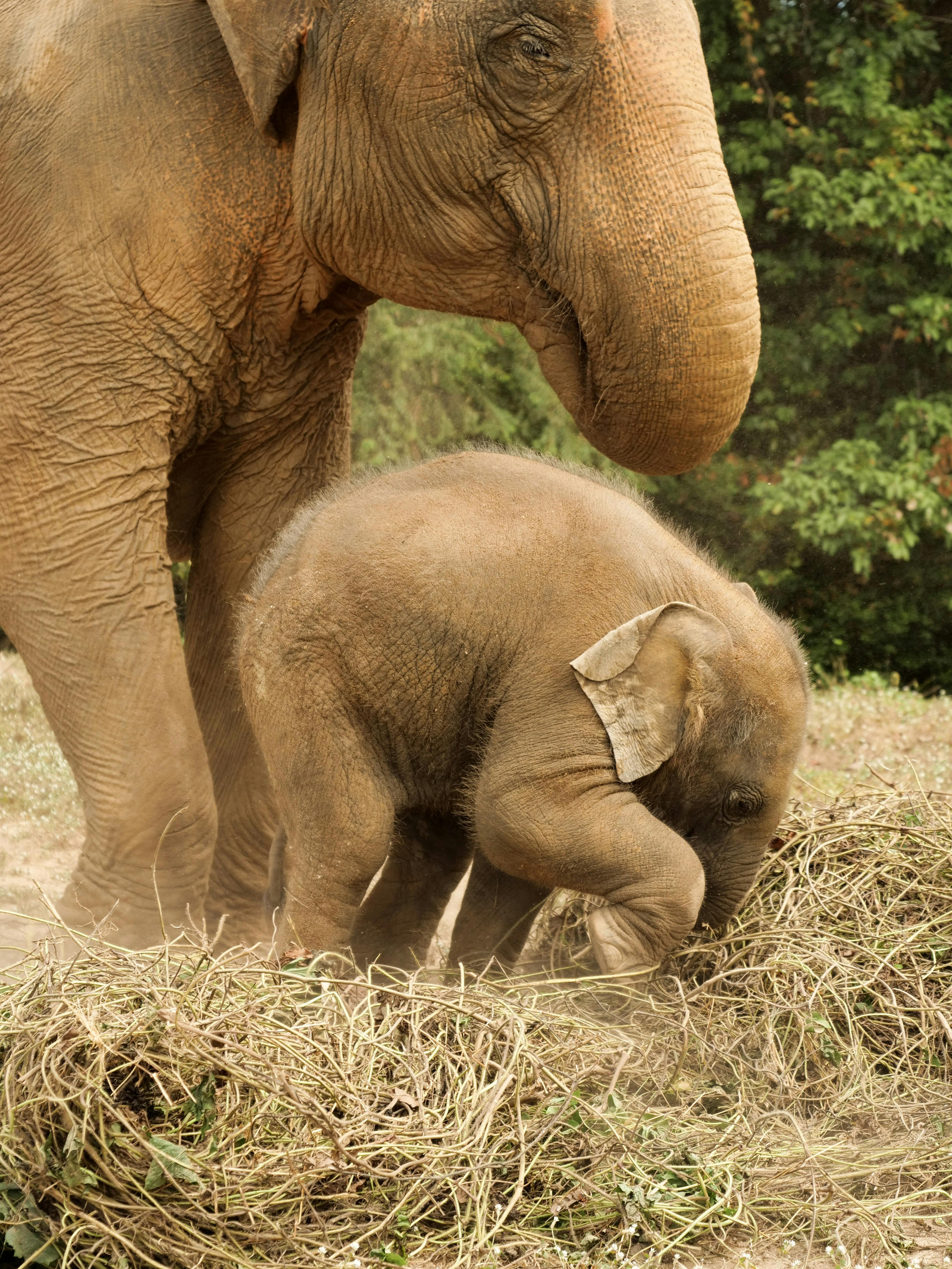 Baby Elephant Photo, Download The BEST