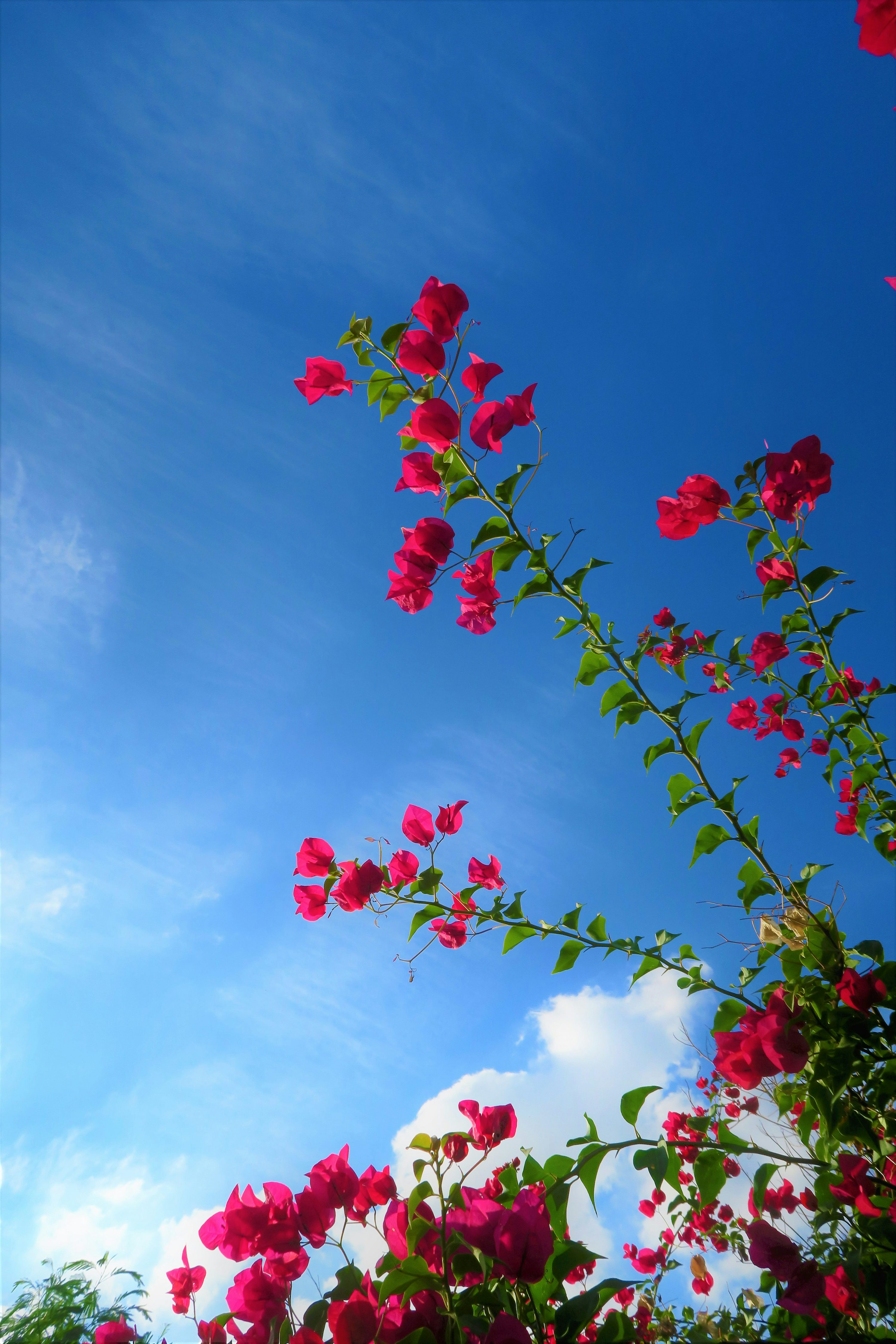 Blue Sky Flowers Picture