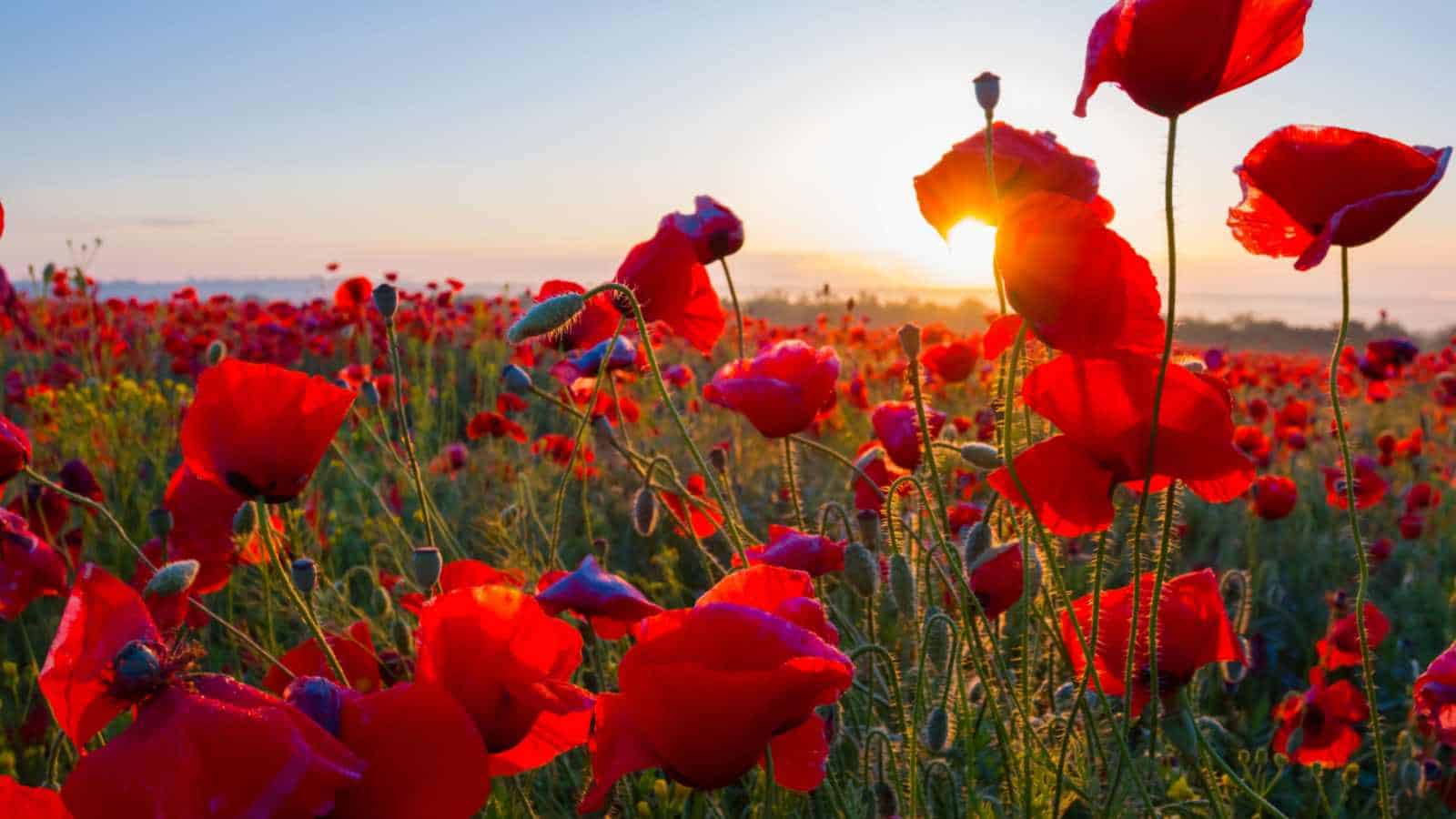 Types of Red Flowers for Your Garden