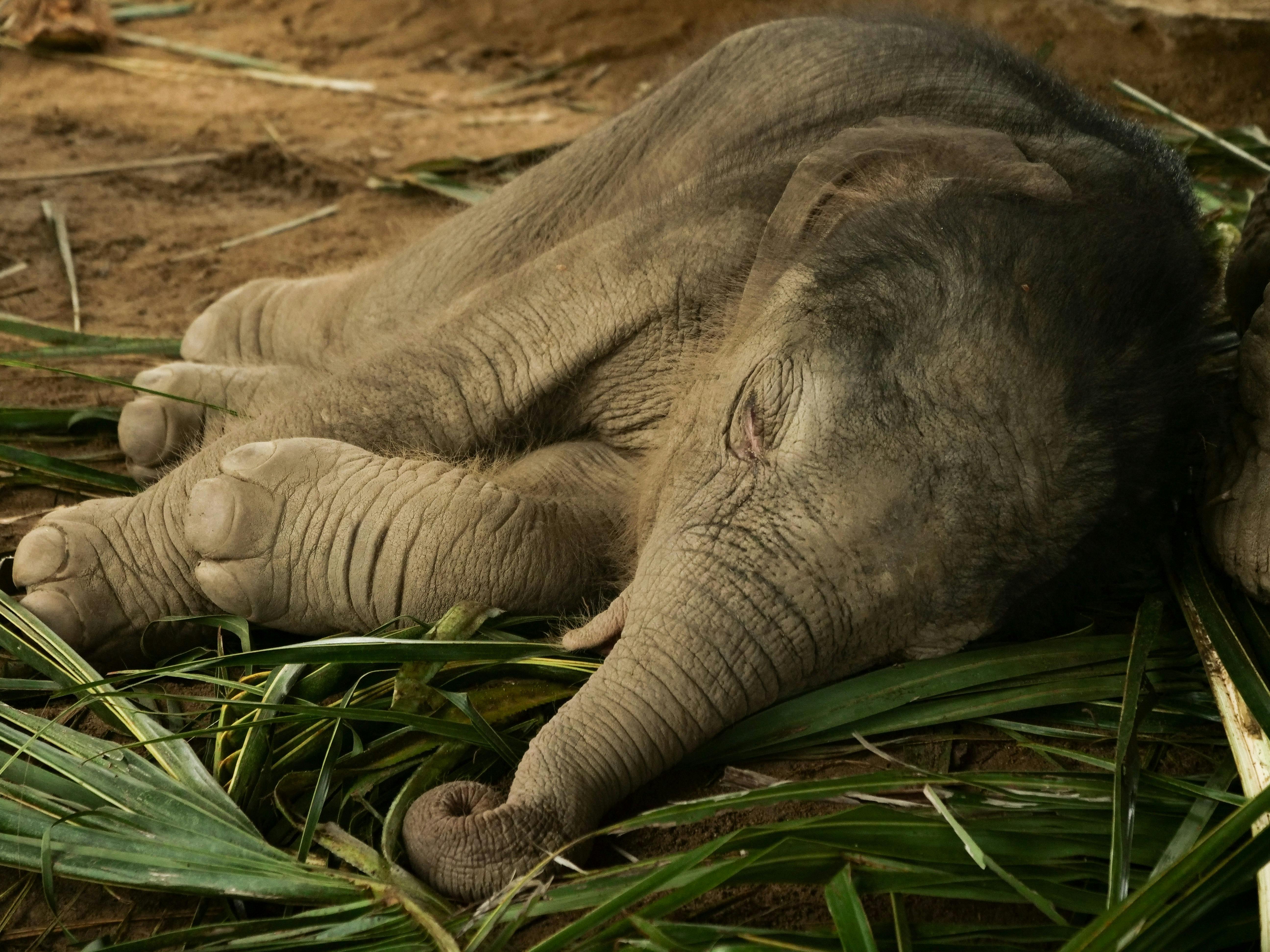 Baby Elephant Photo, Download The BEST