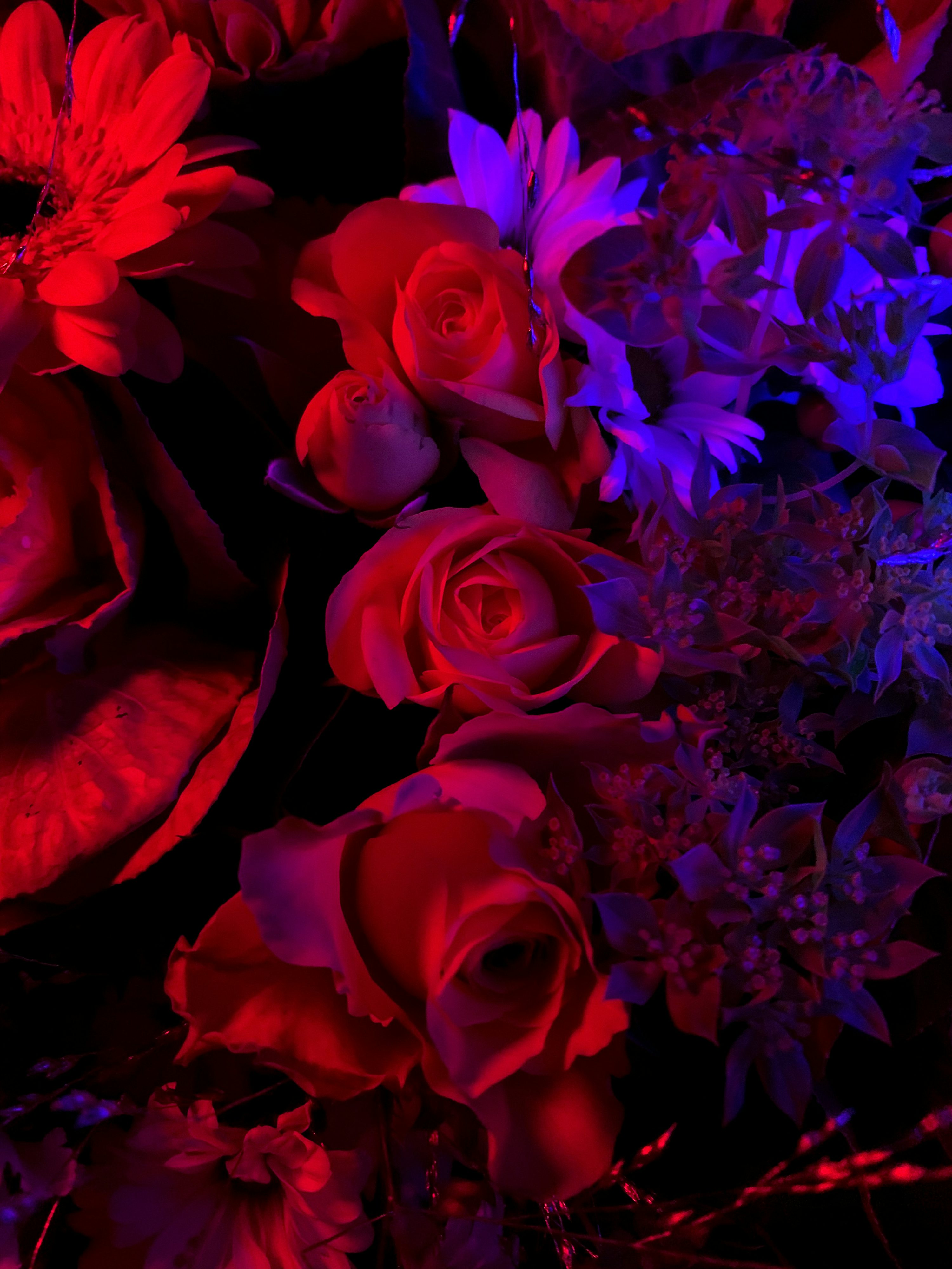 purple flowers on a black background
