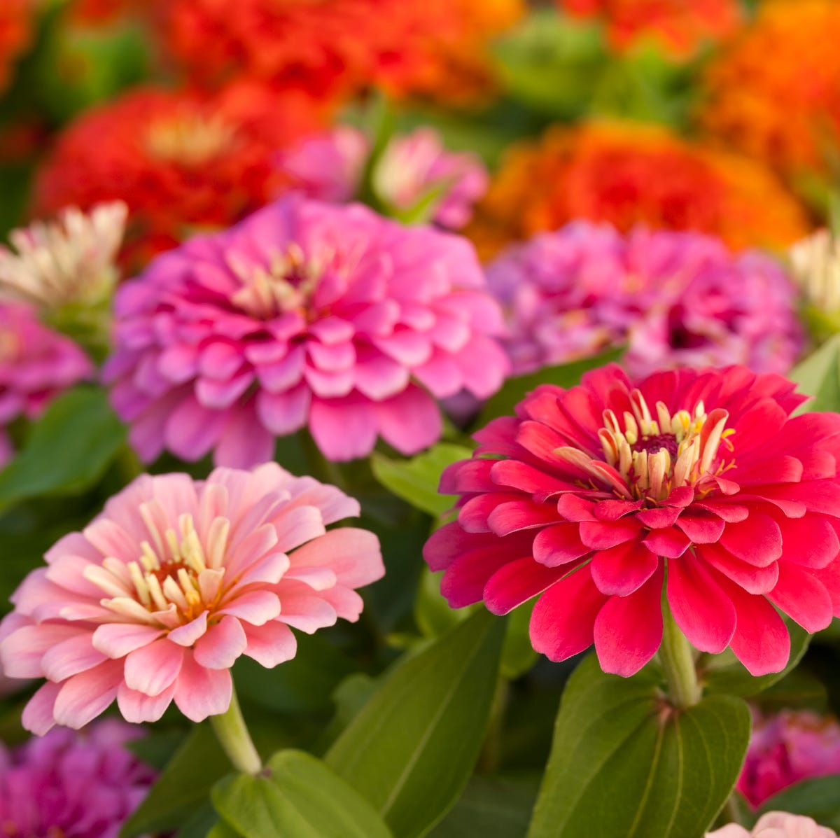 These 39 Flowers Have Astonishing Meanings