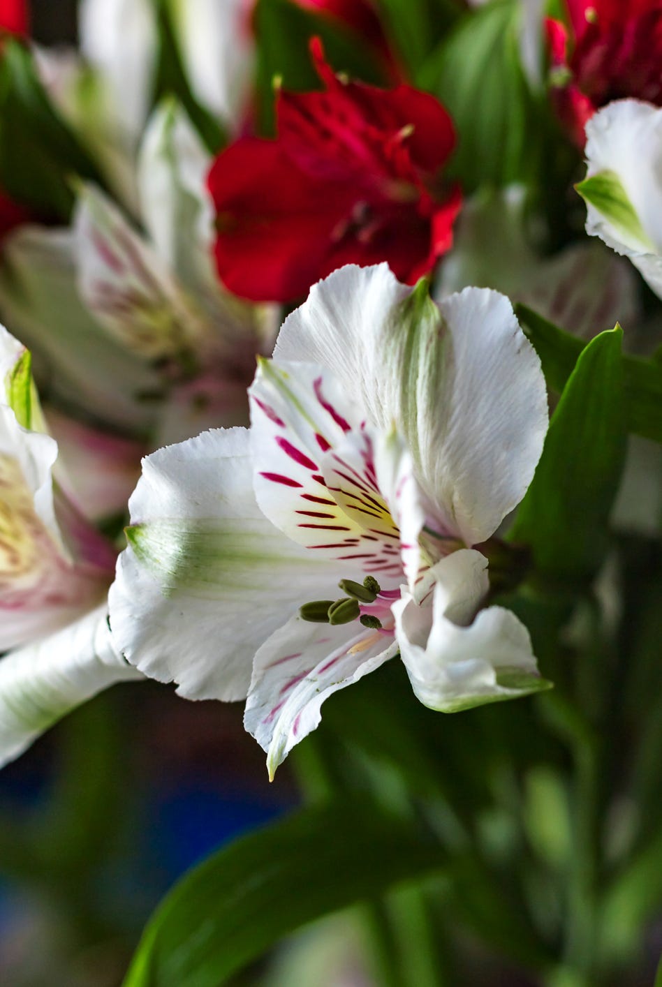 White Flowers to Plant in Your Garden