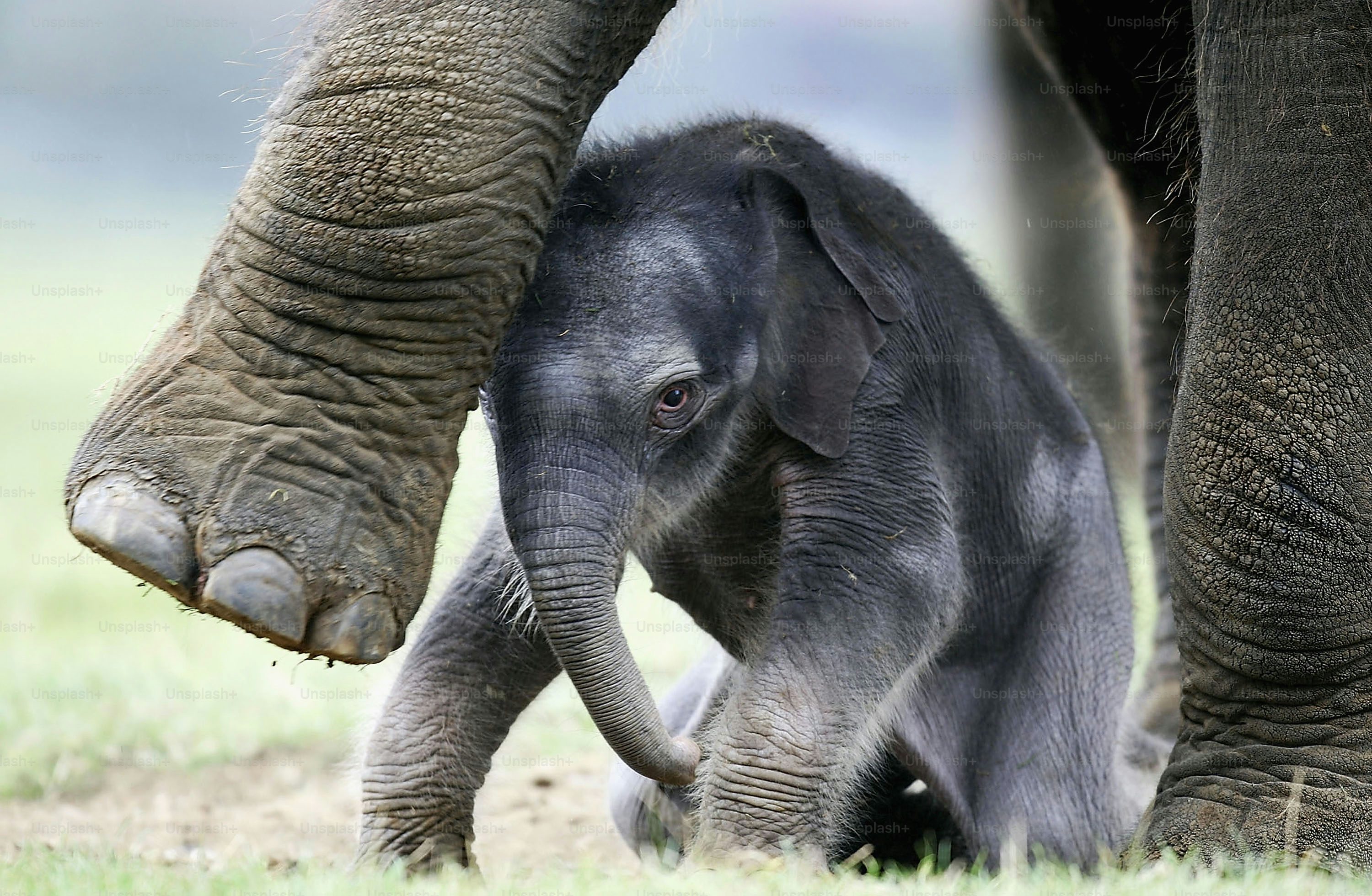 1K+ Baby Elephant Picture. Download