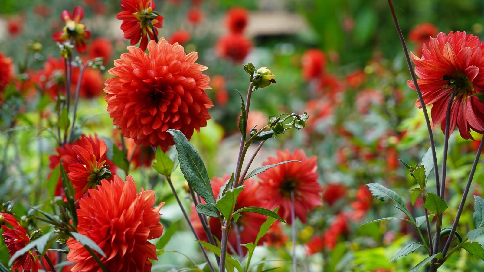 Types of Red Flowers With Names