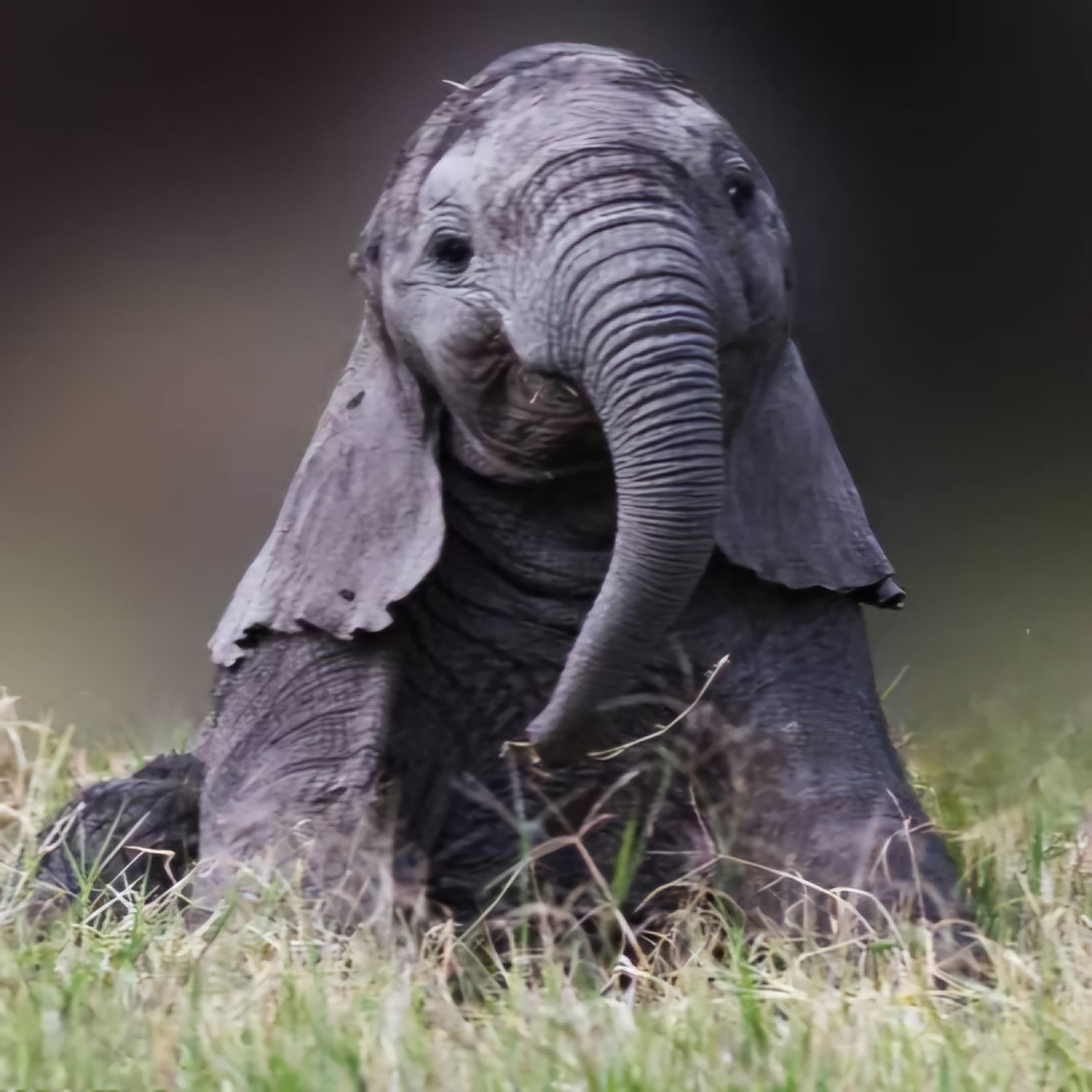 Cutest Baby Elephant Ever