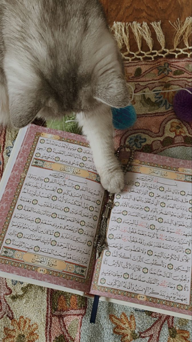 muslim cat