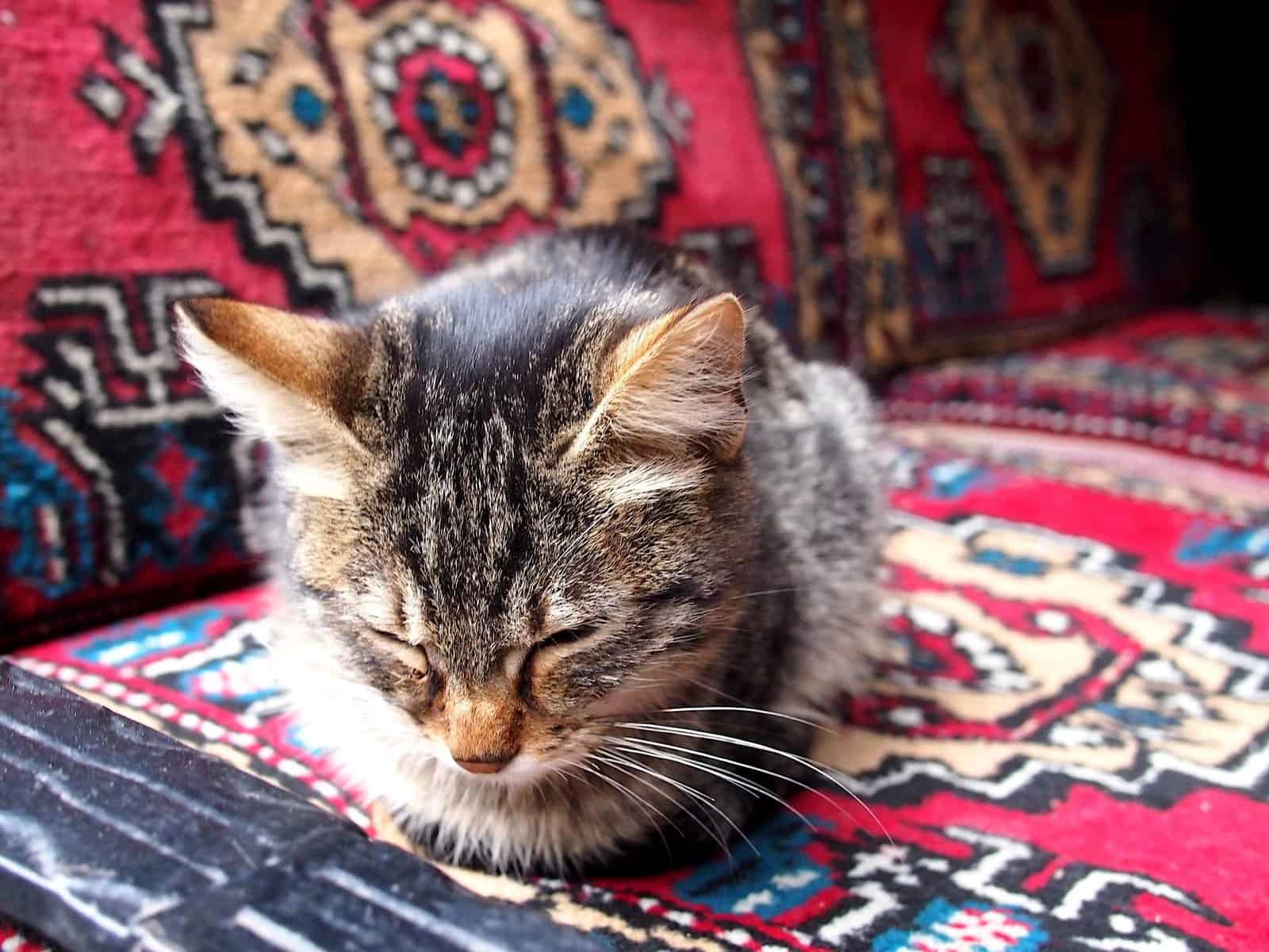 Why Are There So Many Cats in Istanbul?