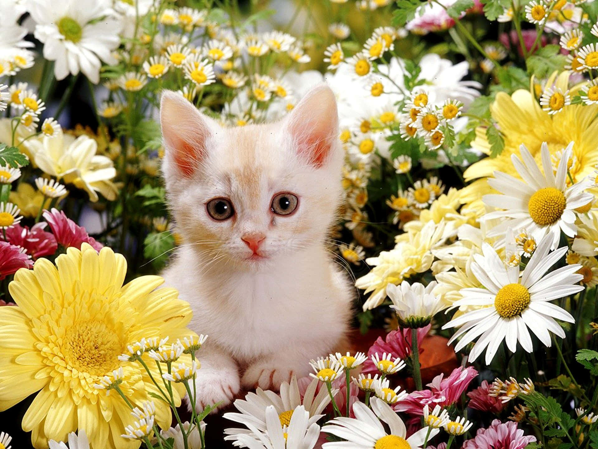Download Cute Flower With Cat Wallpaper