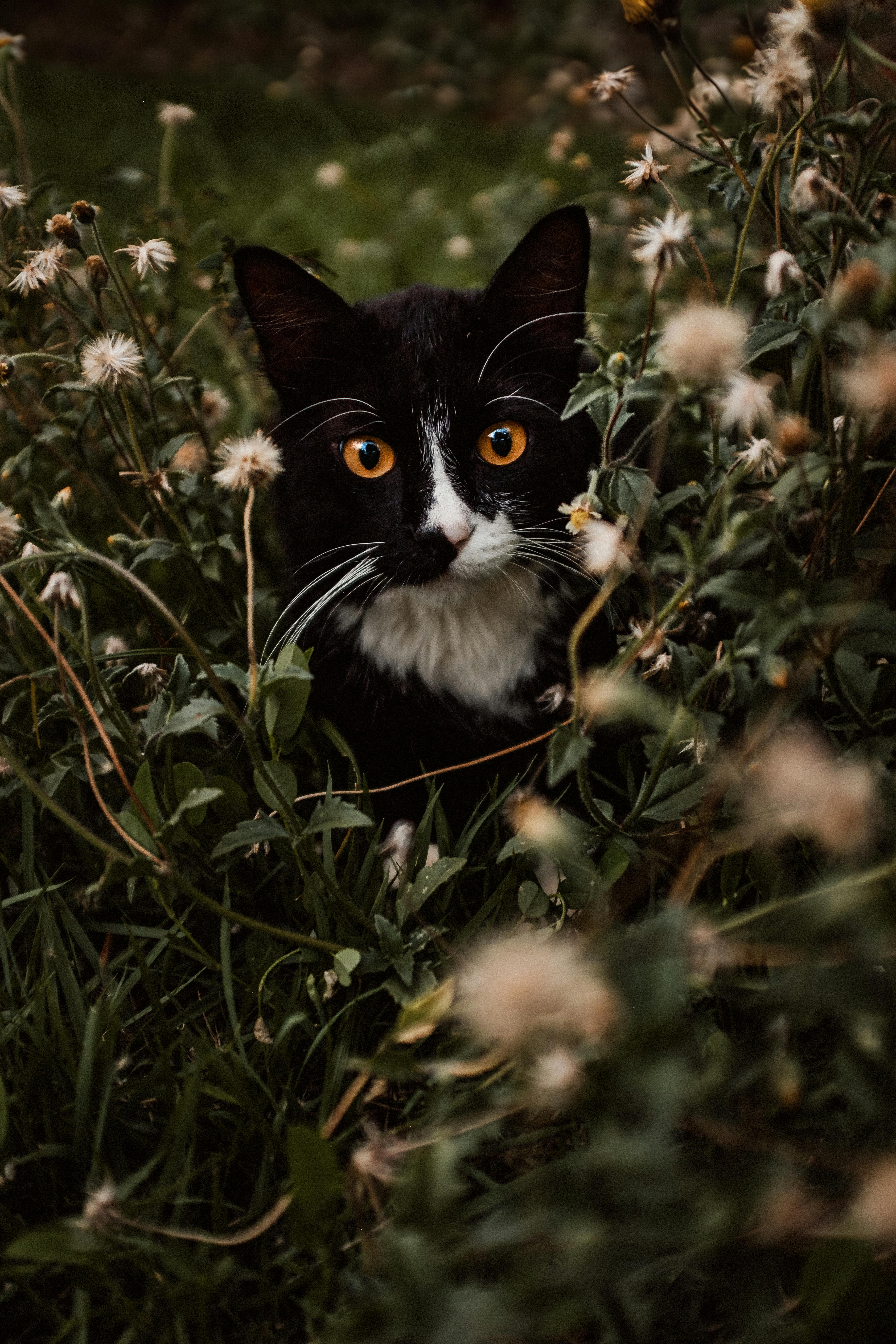 Cute Cat Between Flowers · Free