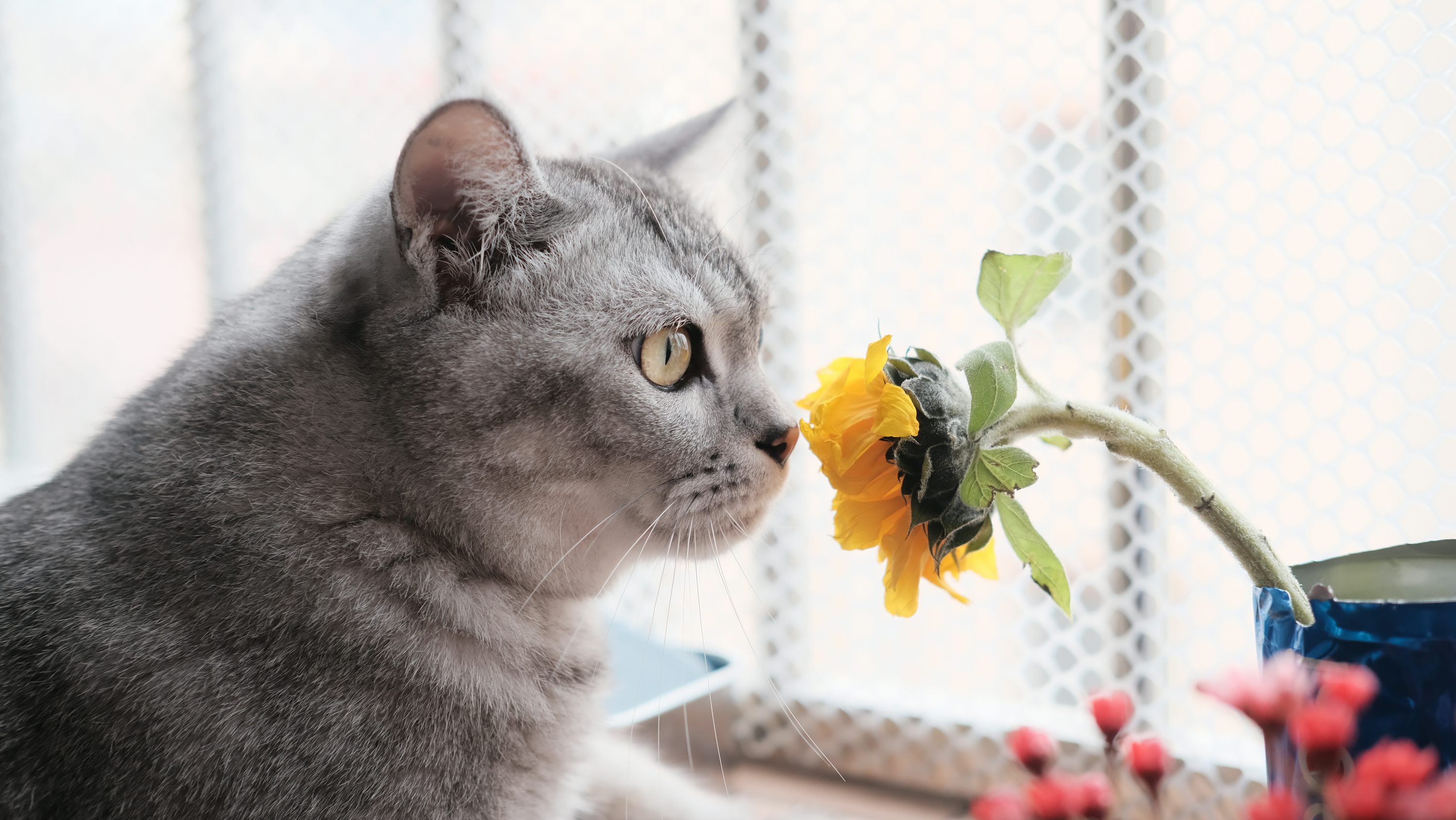 45,Cat Flowers Picture. Download