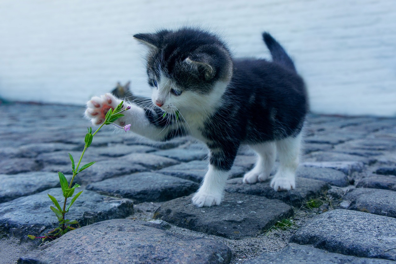 Cat Flower Kitten