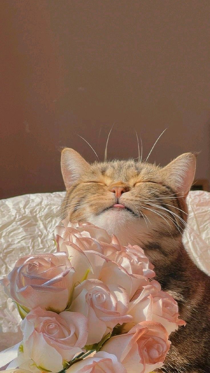 Adorable Cat with Pink Roses