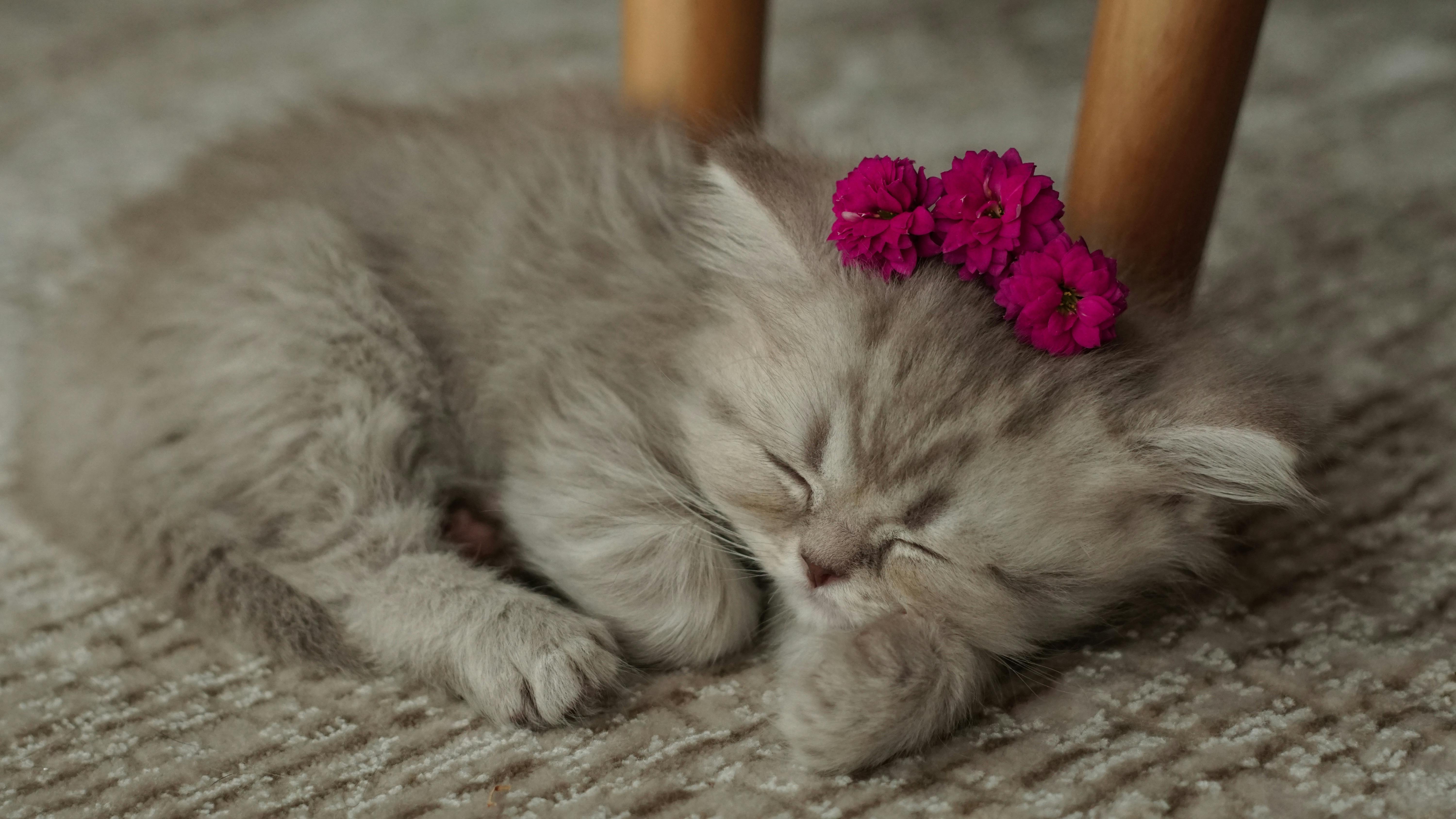 Cat Sleeping with Flowers On his Head