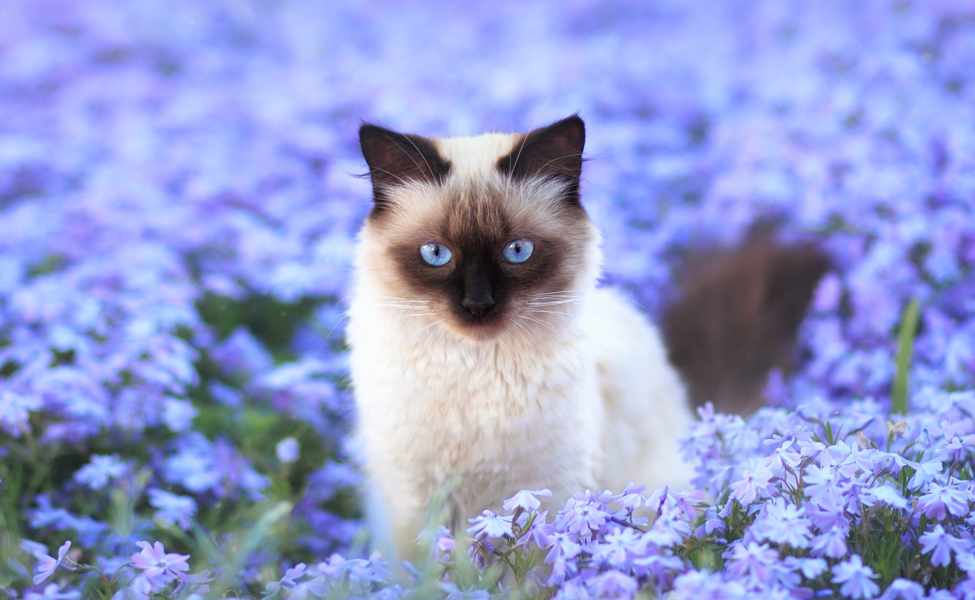 Siamese Cat Animal Cat HD Wallpaper
