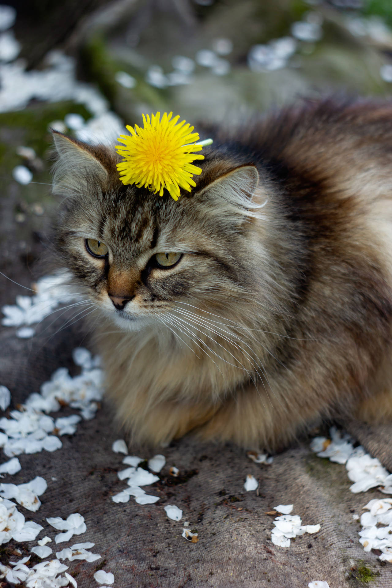 Download Cute Cat Aesthetic With Yellow