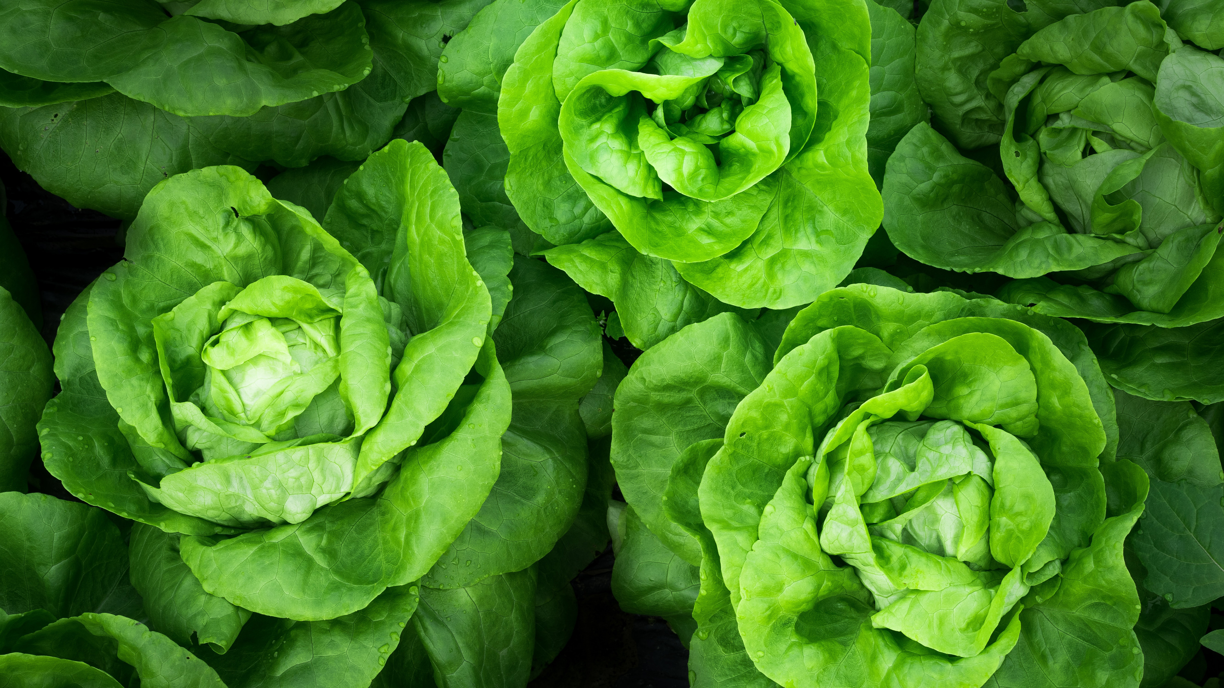 Download Green Vegetable Food Lettuce