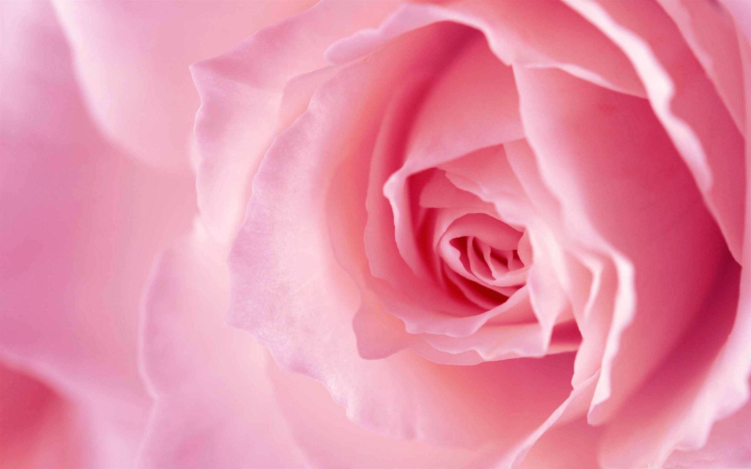 Light Pink Rose Mac Wallpaper Download