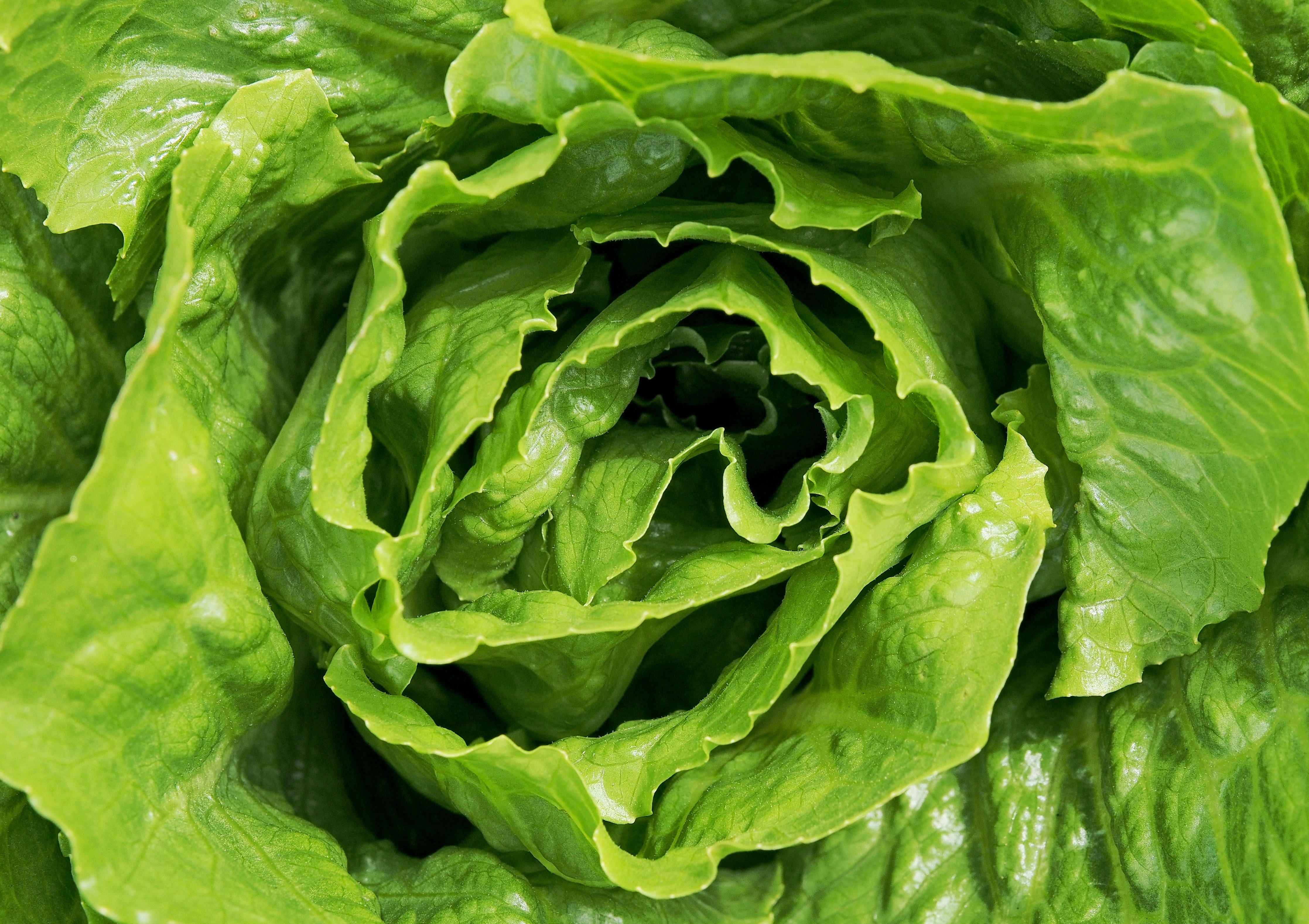 HD Desktop Background With green lettuce