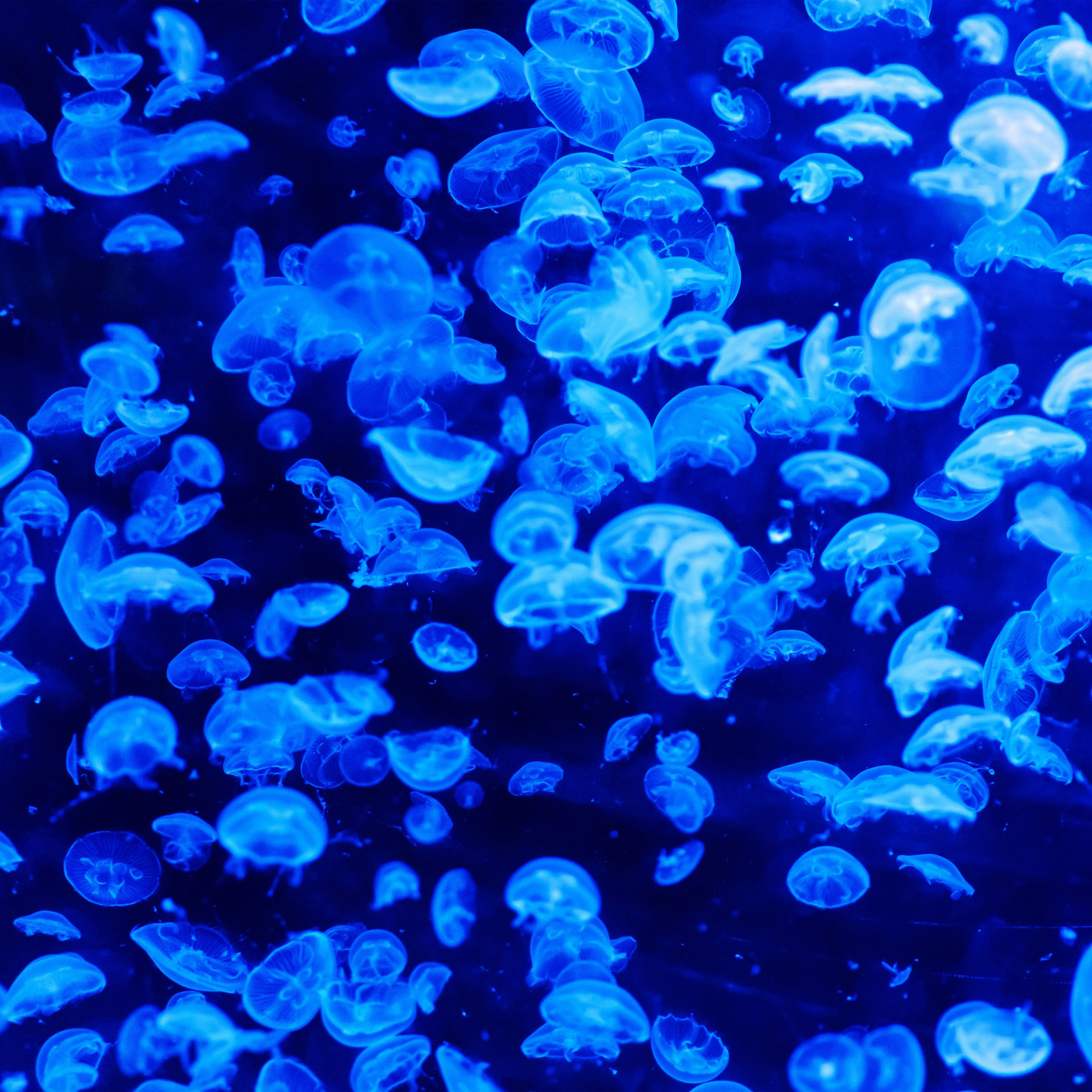 Animal Sea Ocean Blue Jellyfish