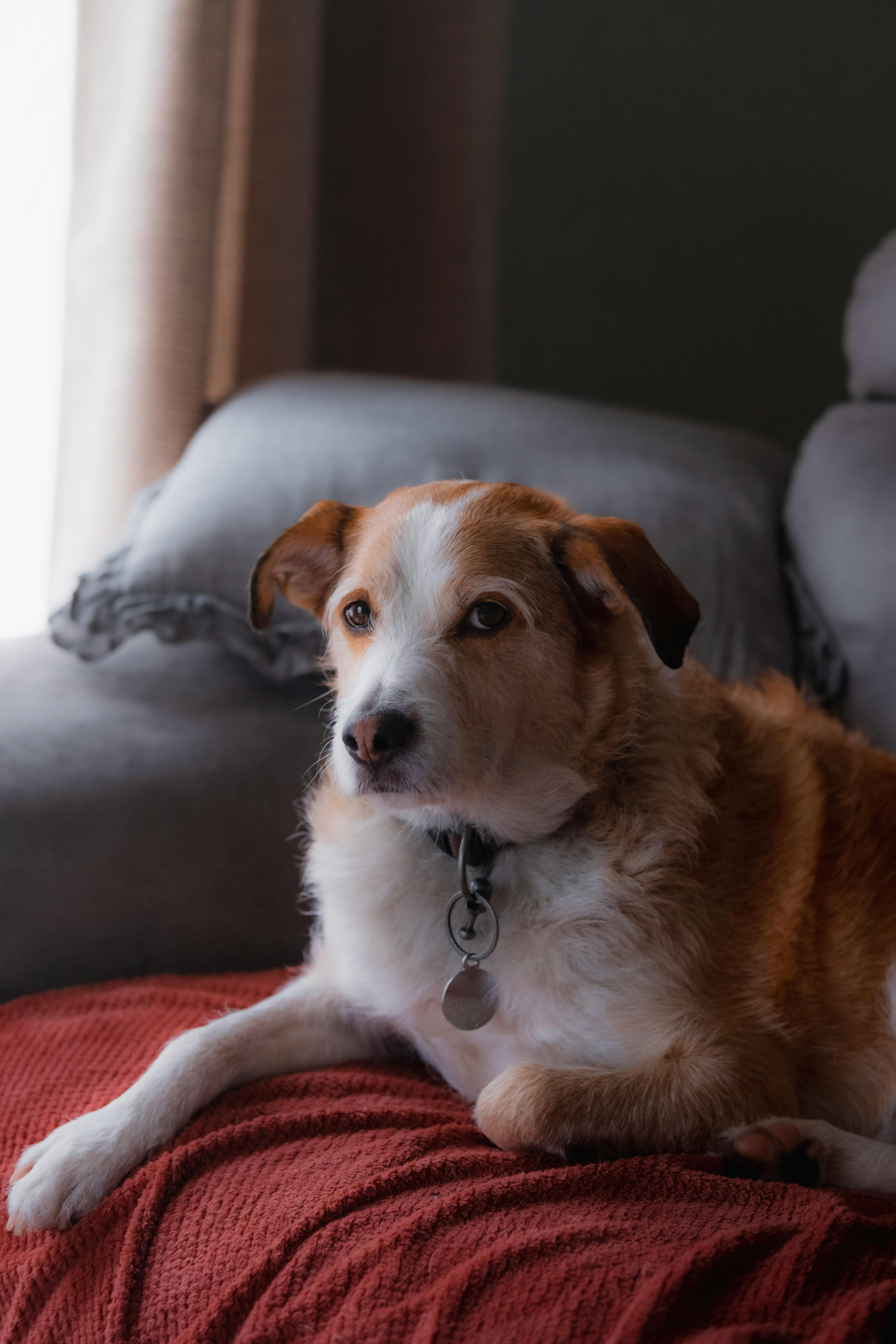 Dog Lying Down on Couch · Free