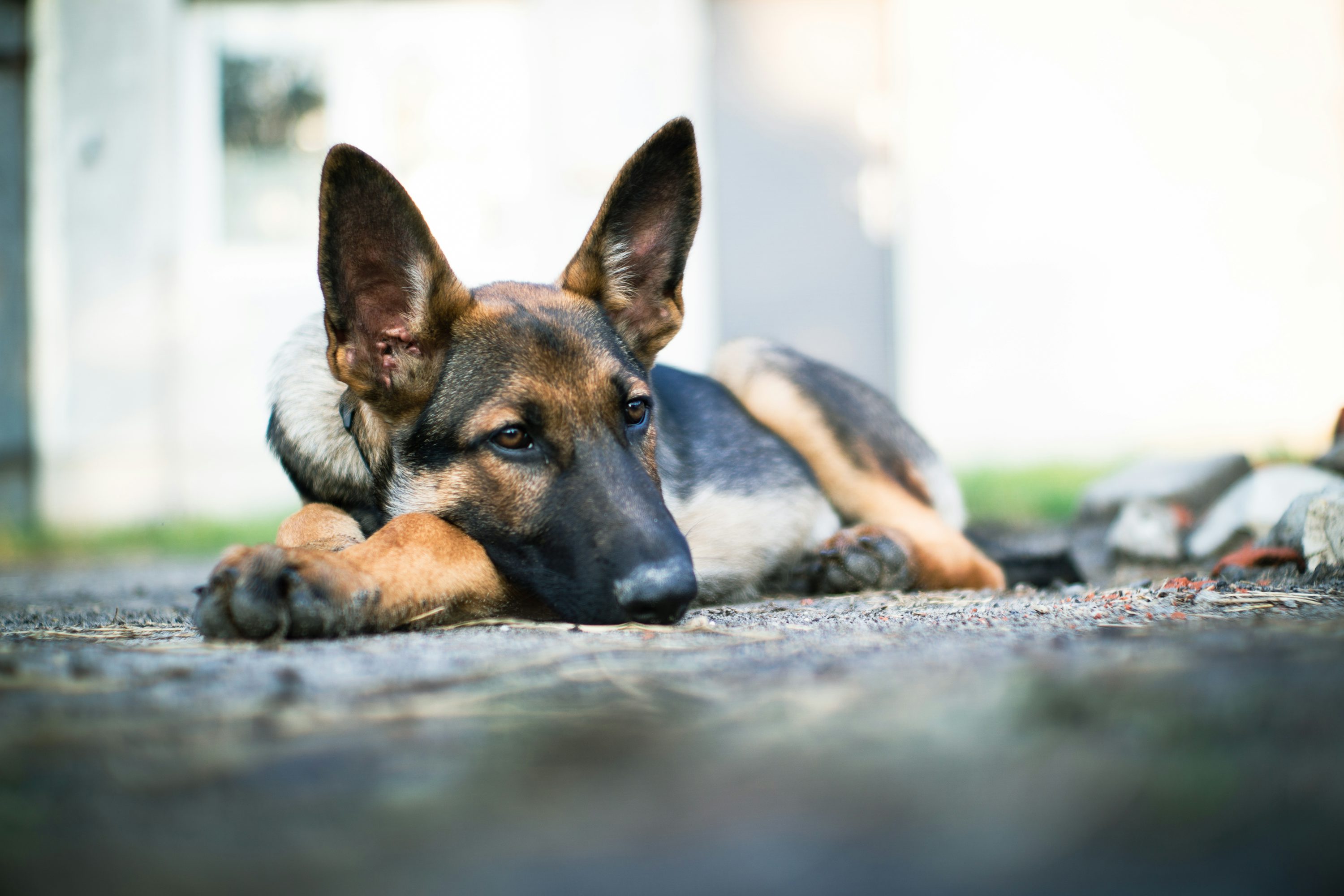 dog laying on the ground with its head