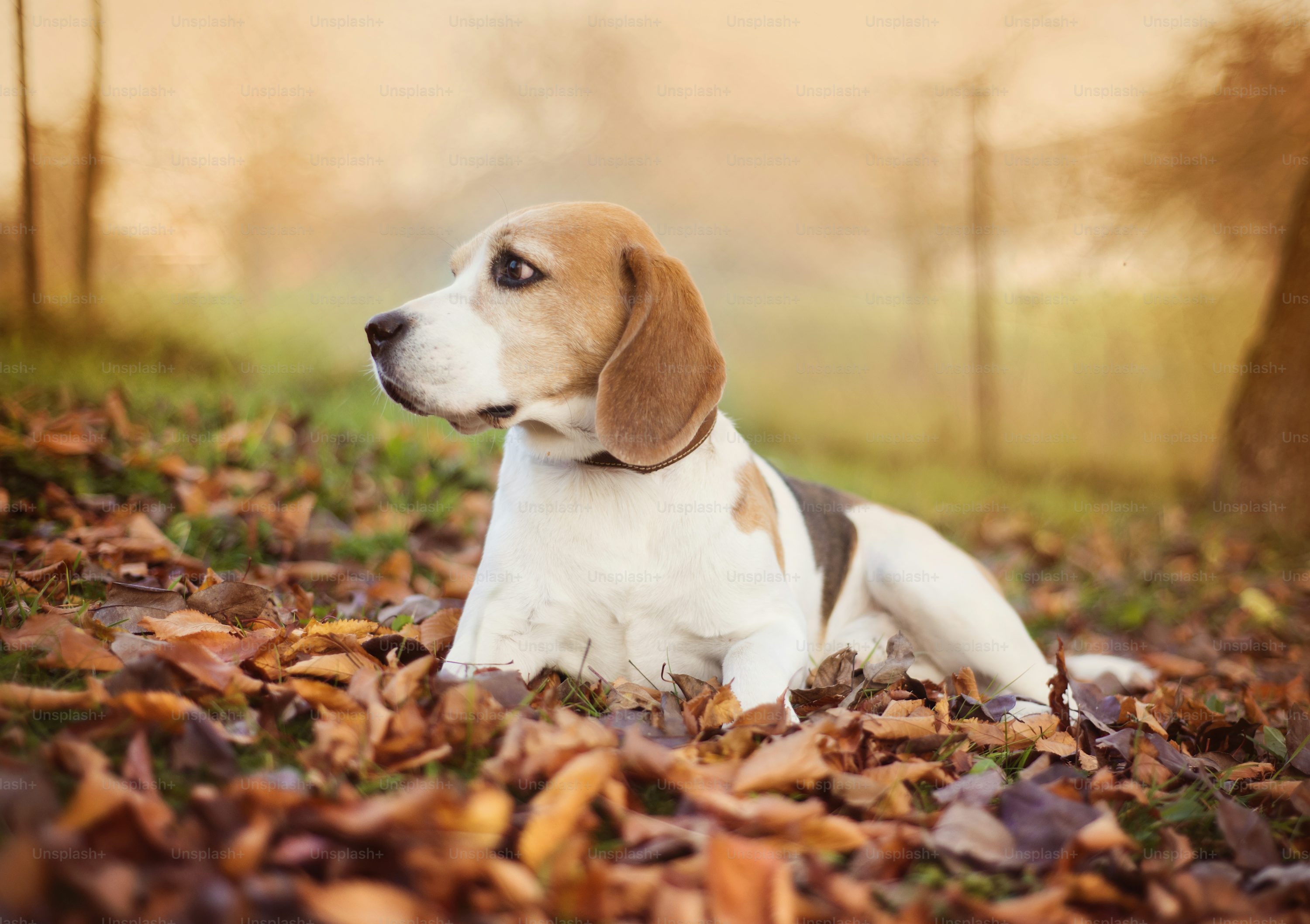 Beagle dog portrait laying down