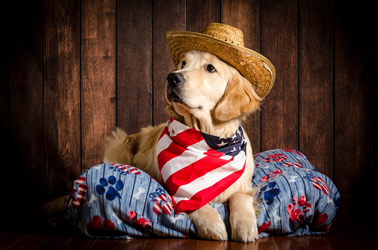 Photos Golden Retriever Dogs Lying down