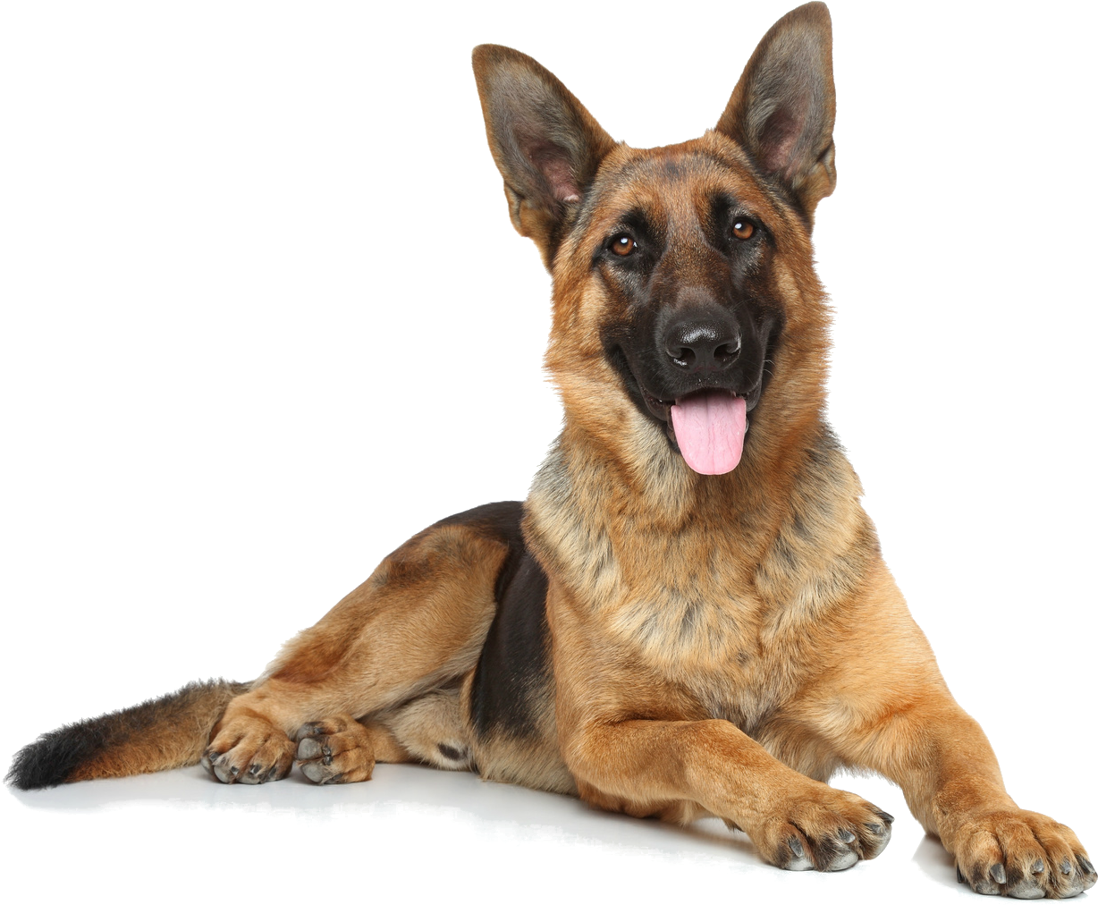 Alert German Shepherd Dog Lying Down