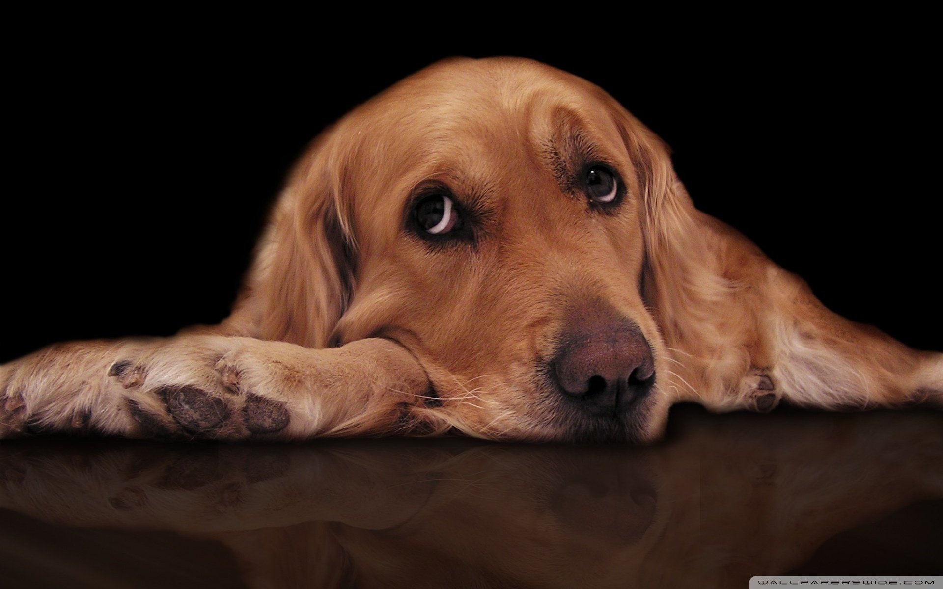 Download Animal Dog HD Wallpaper