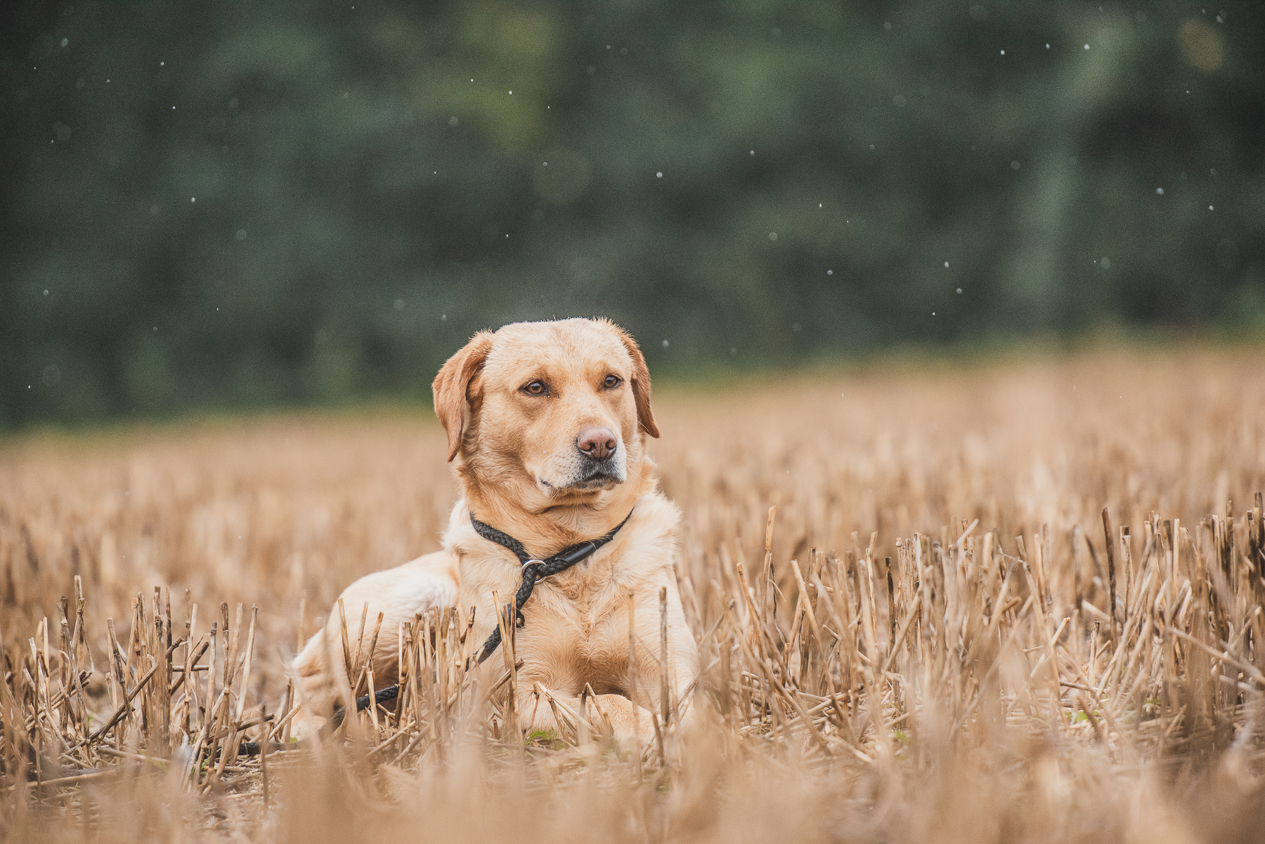 Commercial Dog stock Image