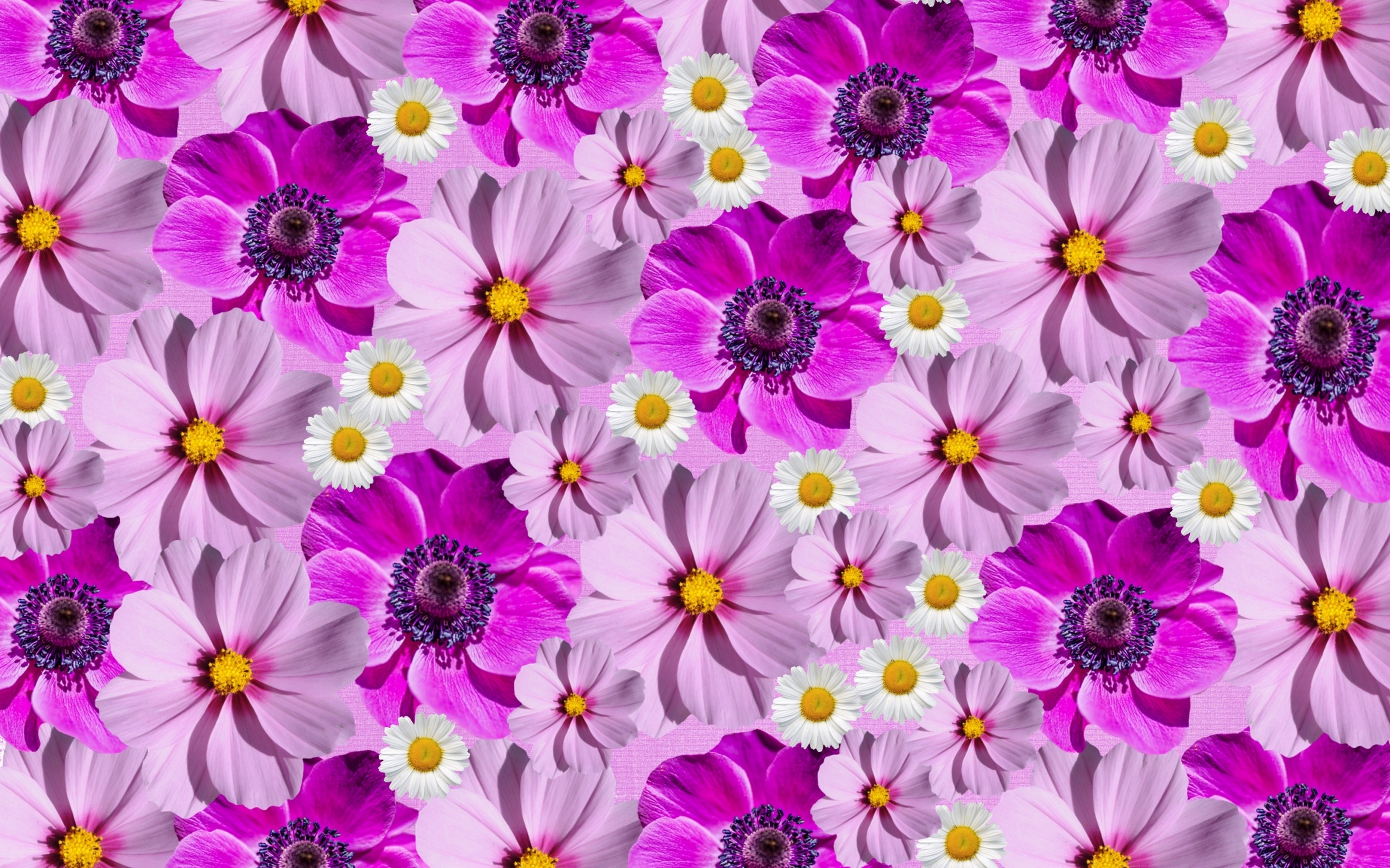 Floral Background Wallpaper 4K, Magenta
