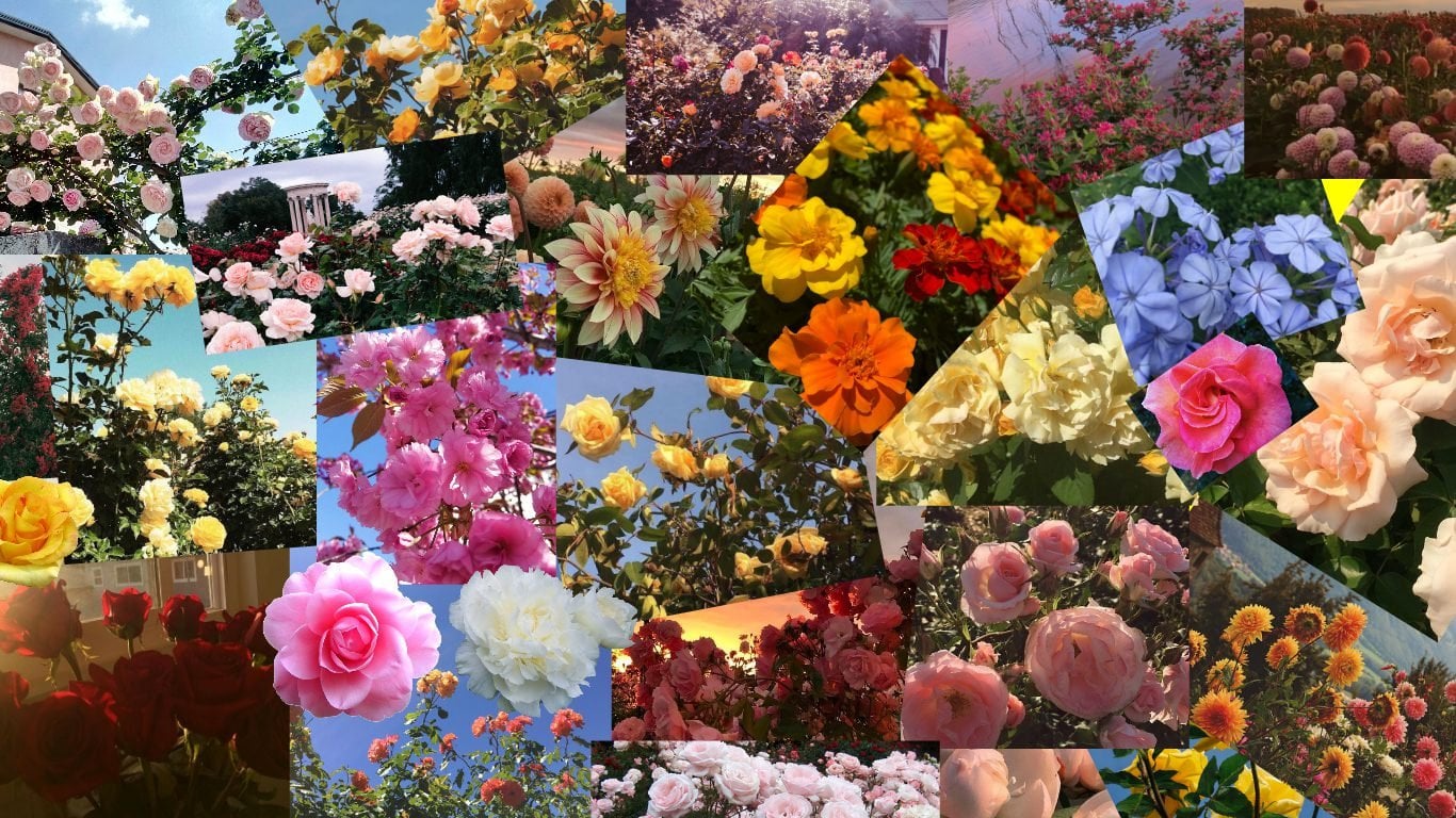 I made a summer flower collage