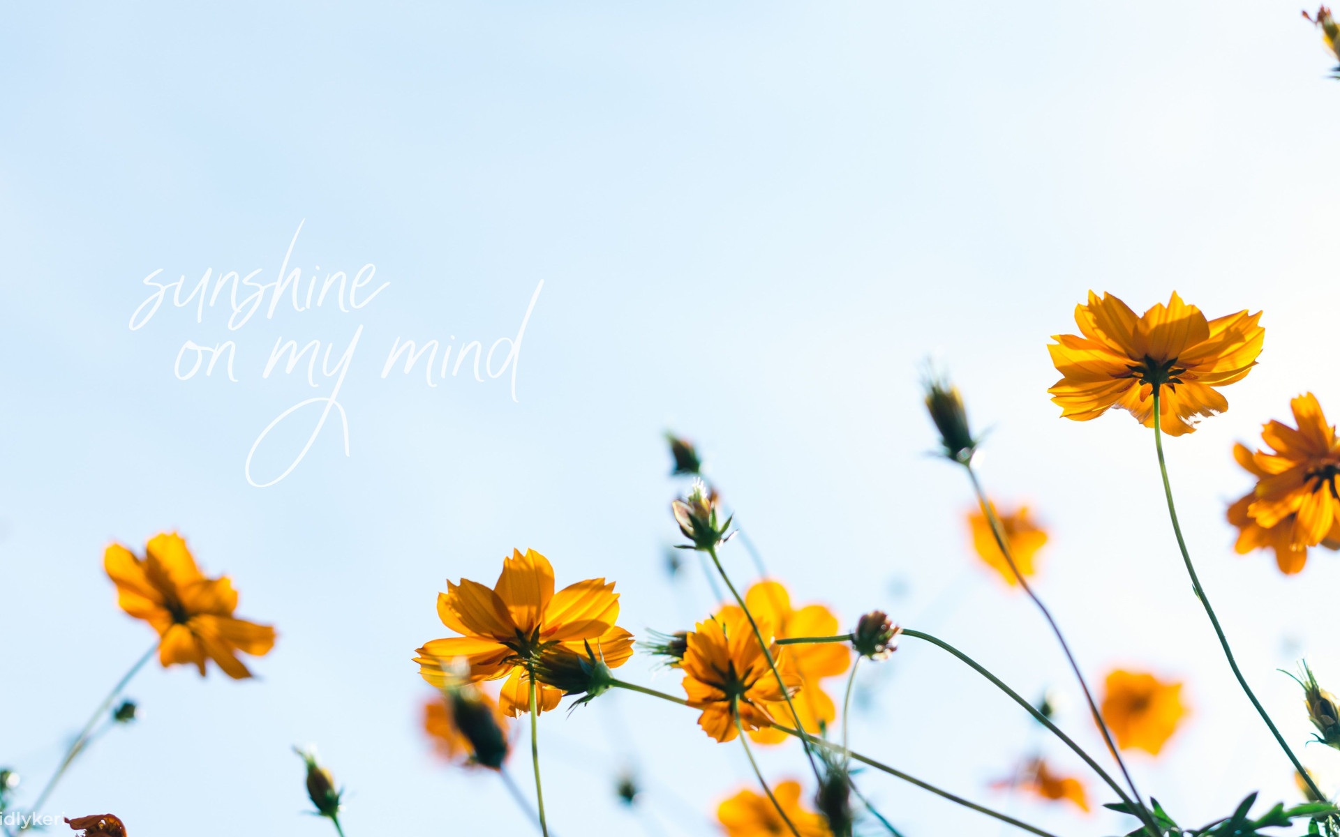 Aesthetic Spring Desktop Widescreen