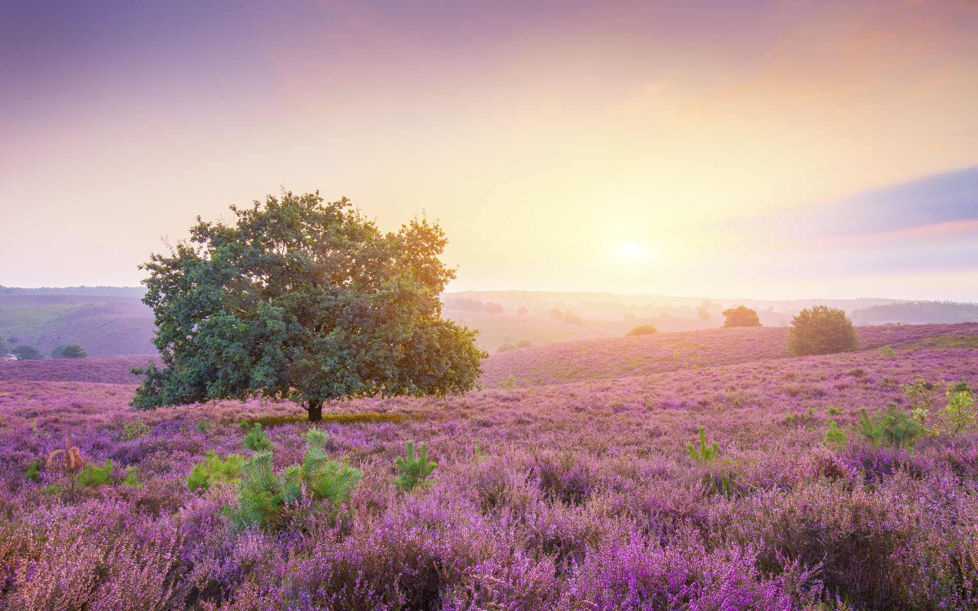 Spring Wallpaper 4K, Sunrise, Landscape