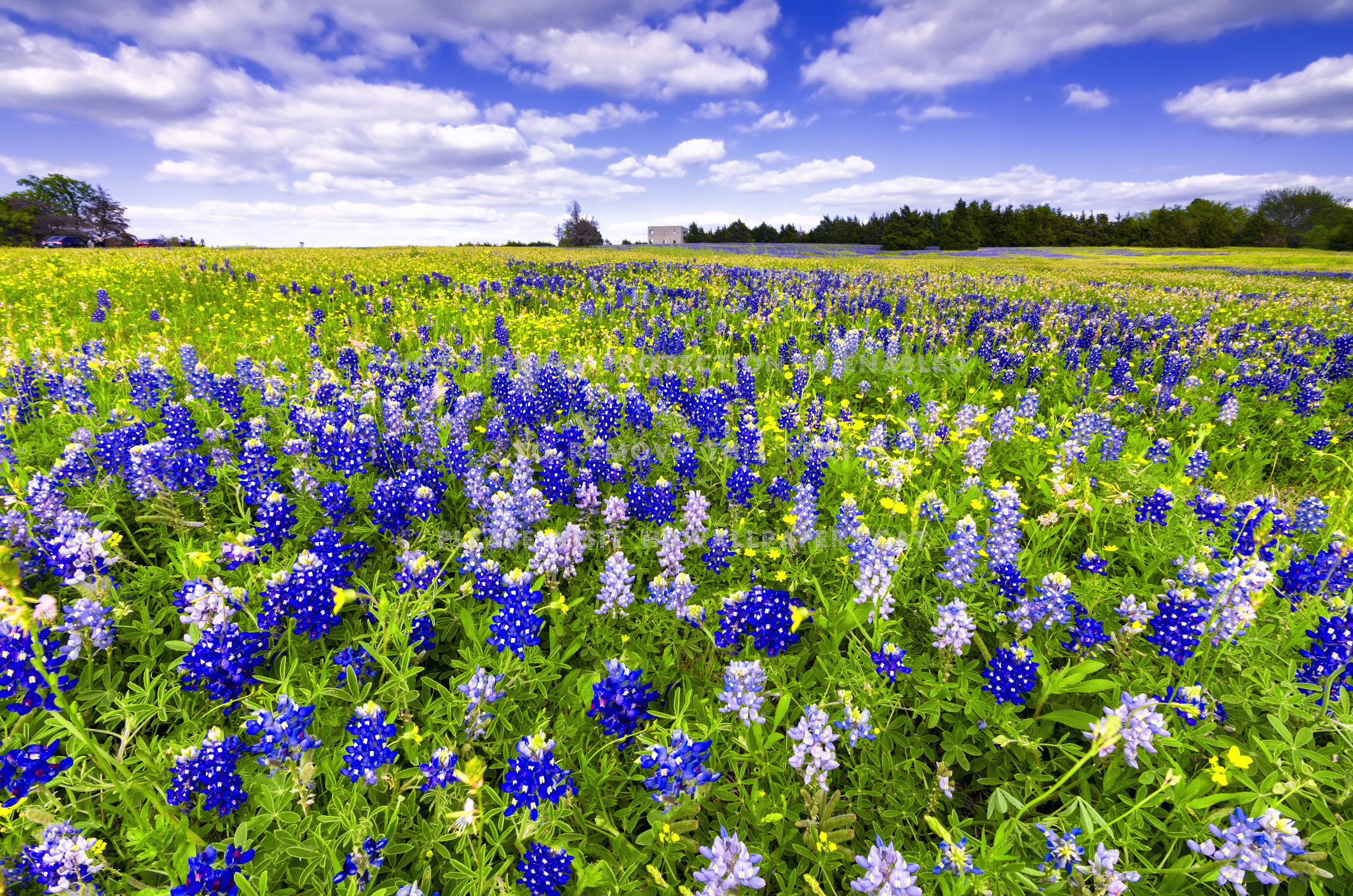 Bluebonnet Wallpaper