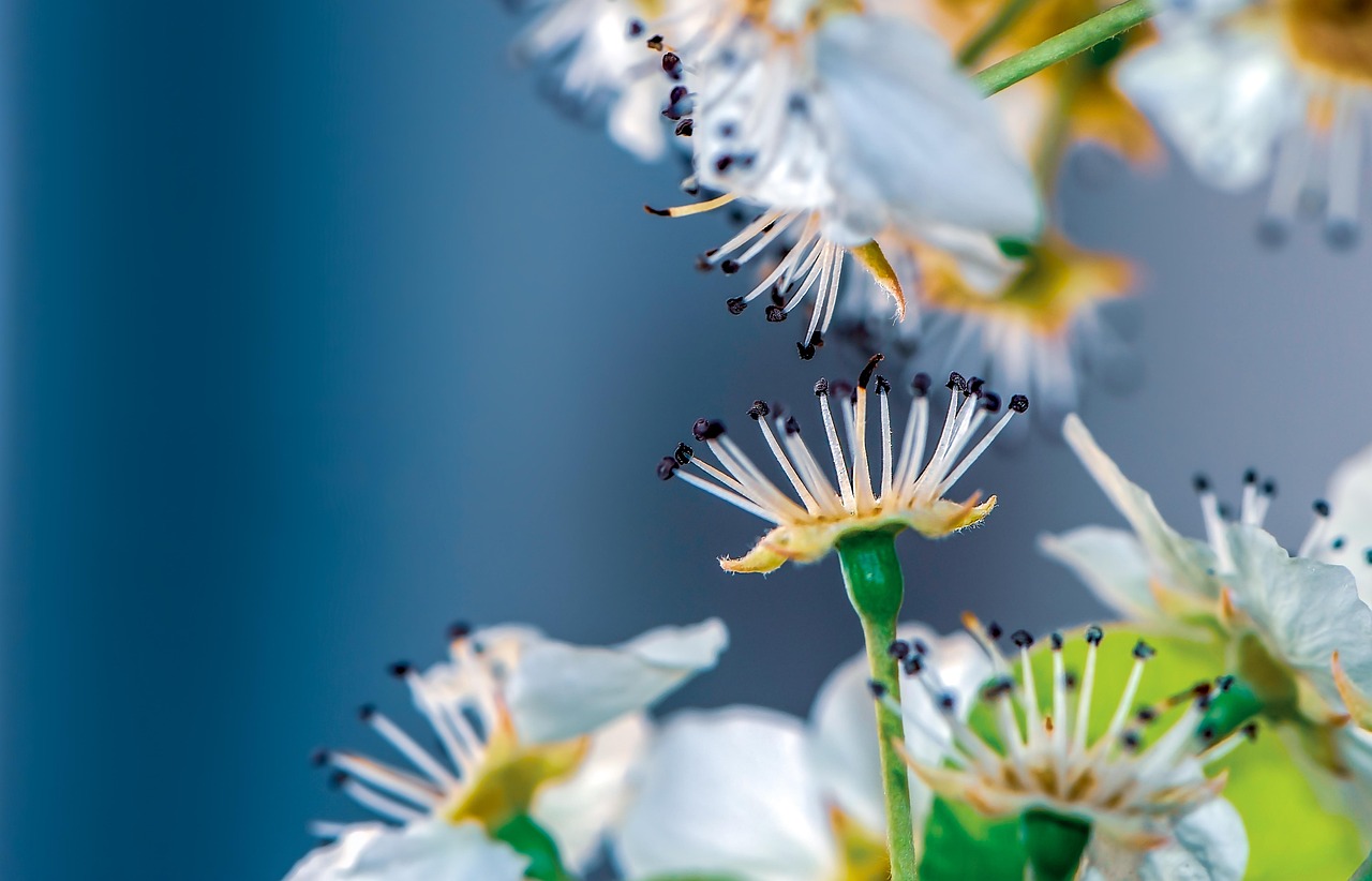 Flowers Spring White Blossoms