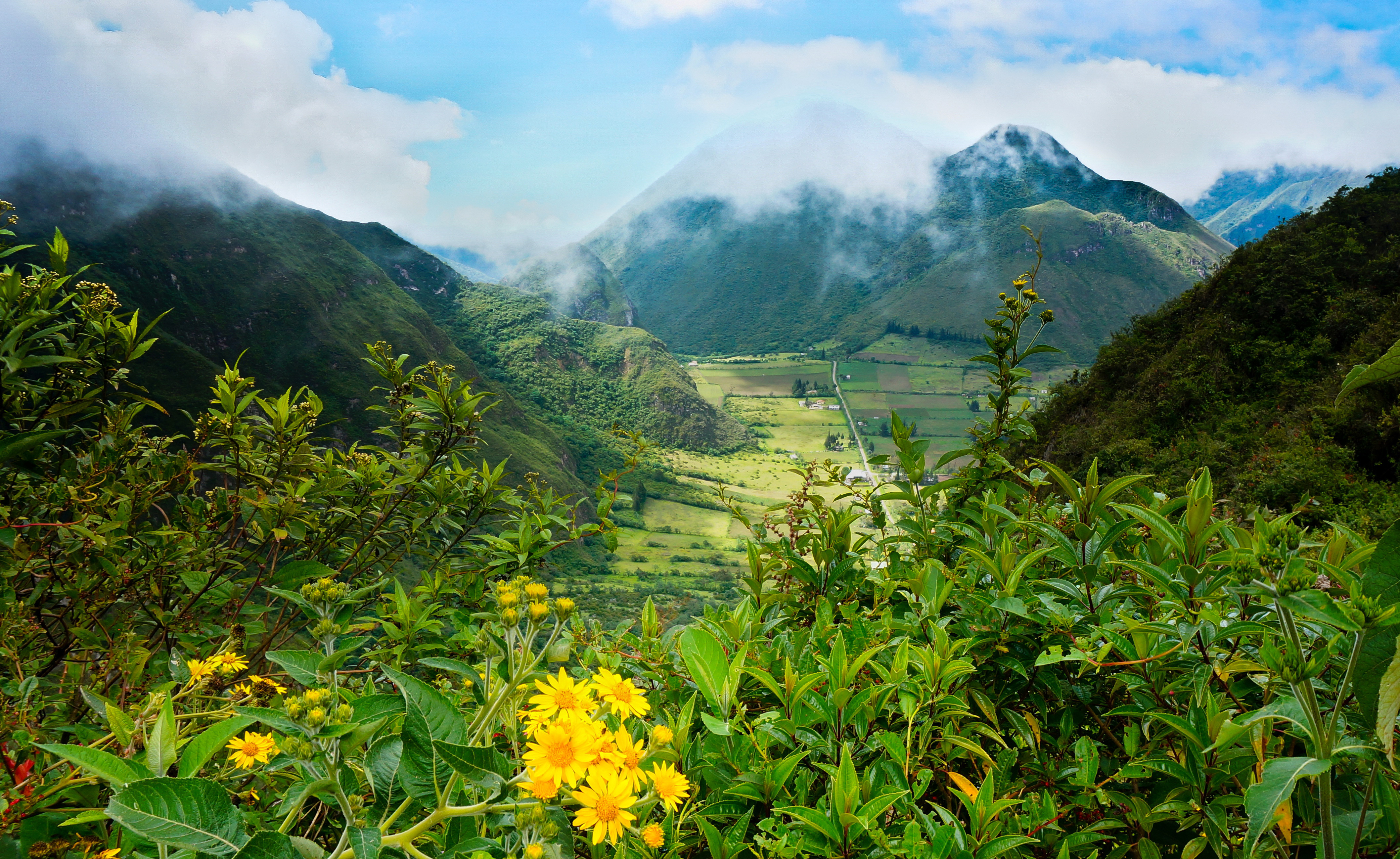 Download Flower Fog Ecuador Mountain