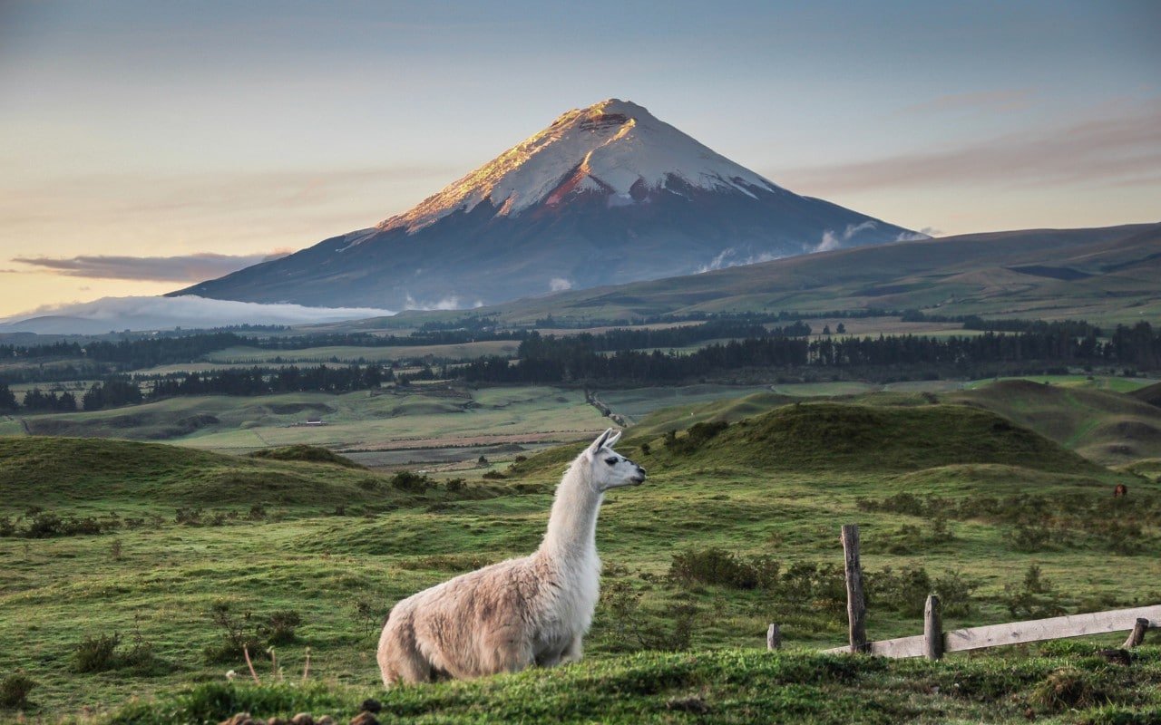 Ecuador Wild Horse Cotopaxi National