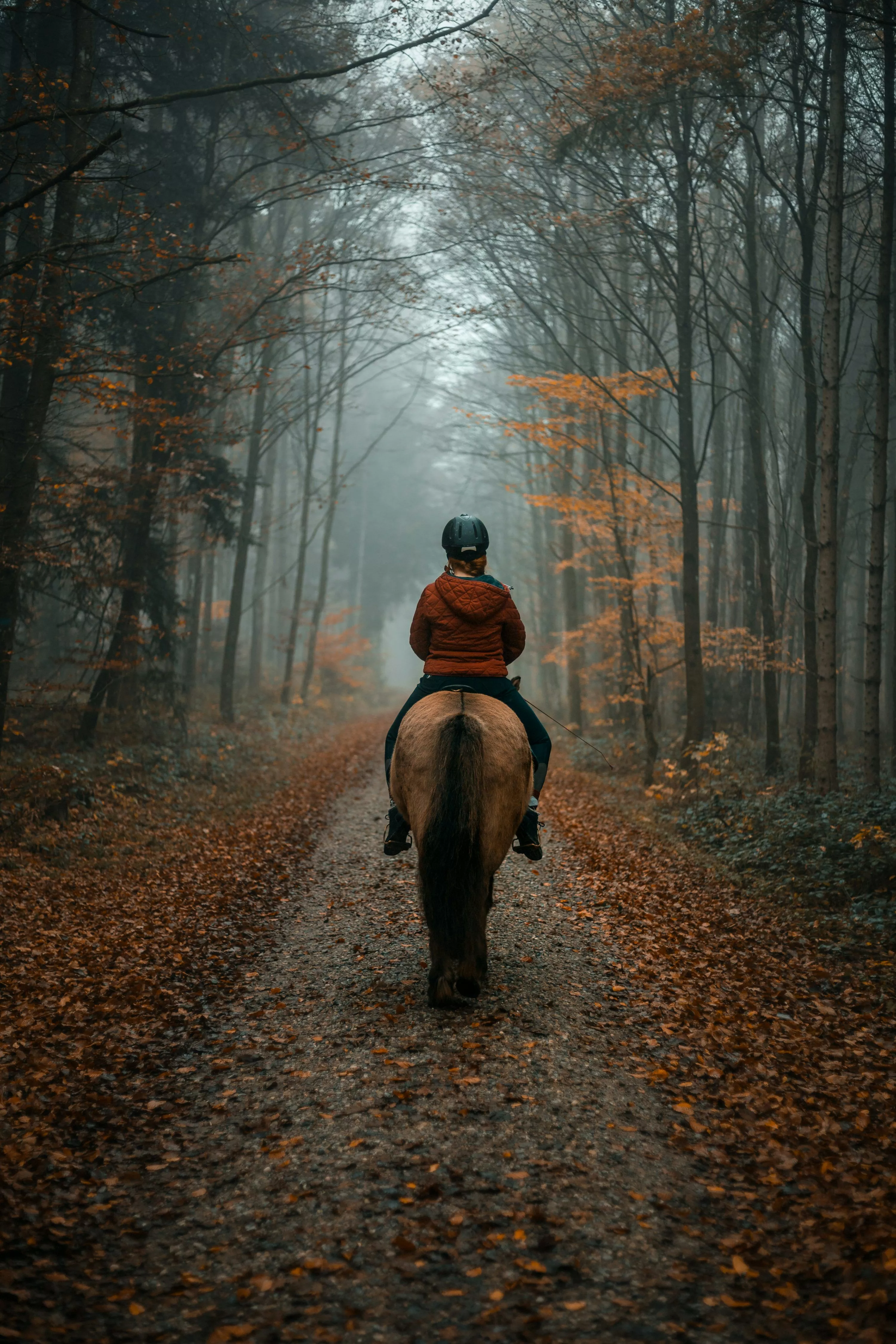 Horse Riding Picture HD
