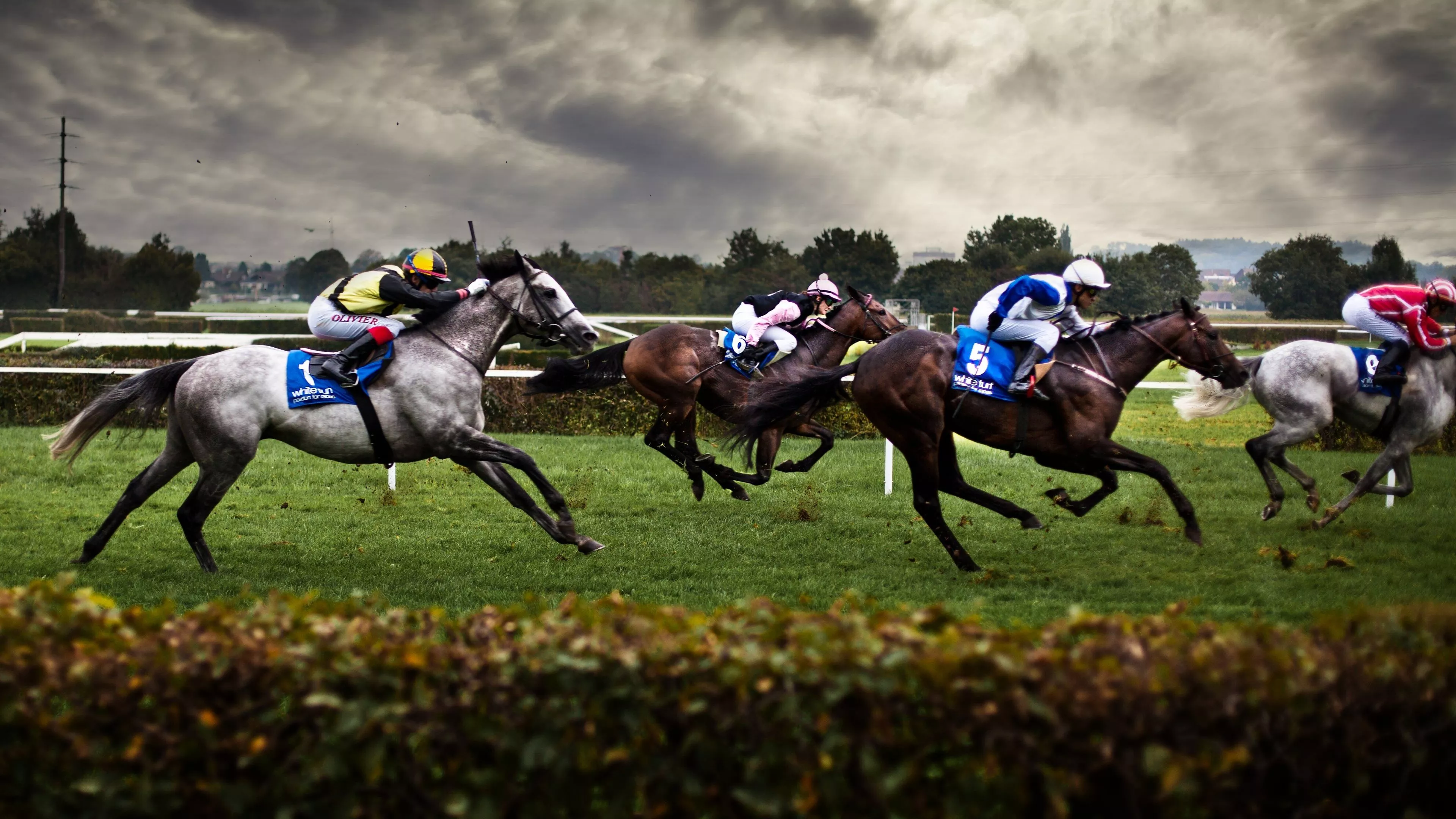 Equestrian Sports Wallpaper