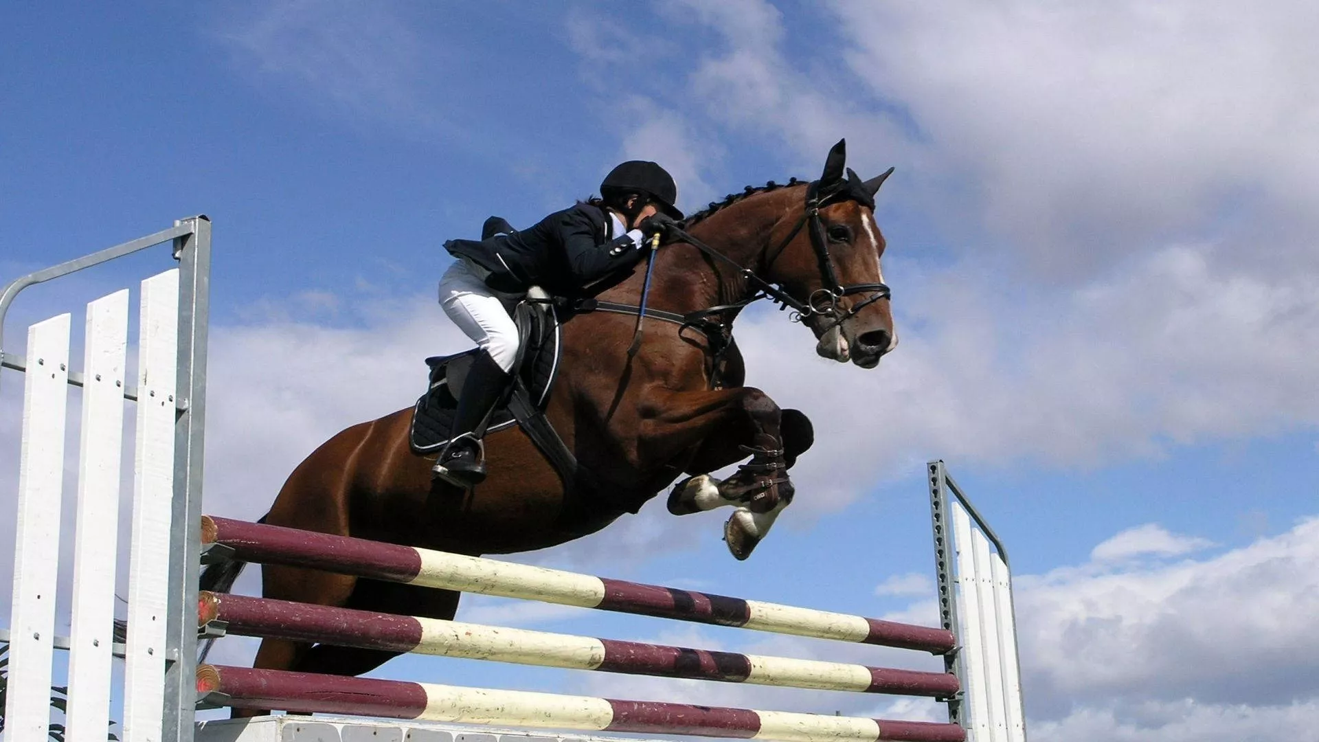 Download Horse Riding Equestrian Show