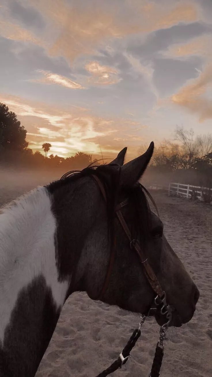 Horses. Horses