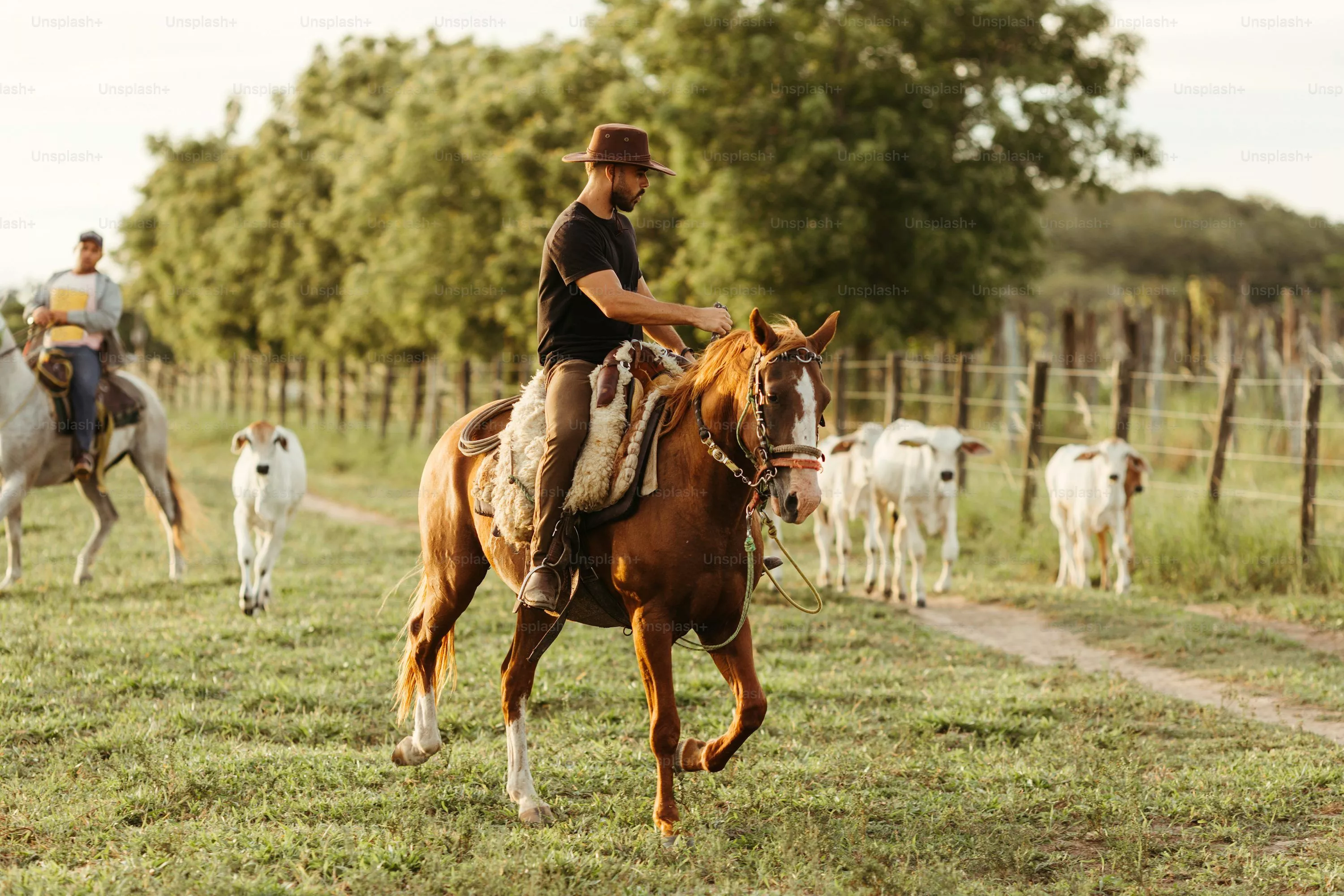 Horse Riding Picture HD