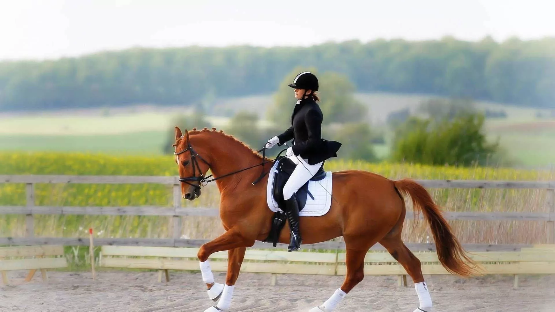 Download Horse Riding Equestrian