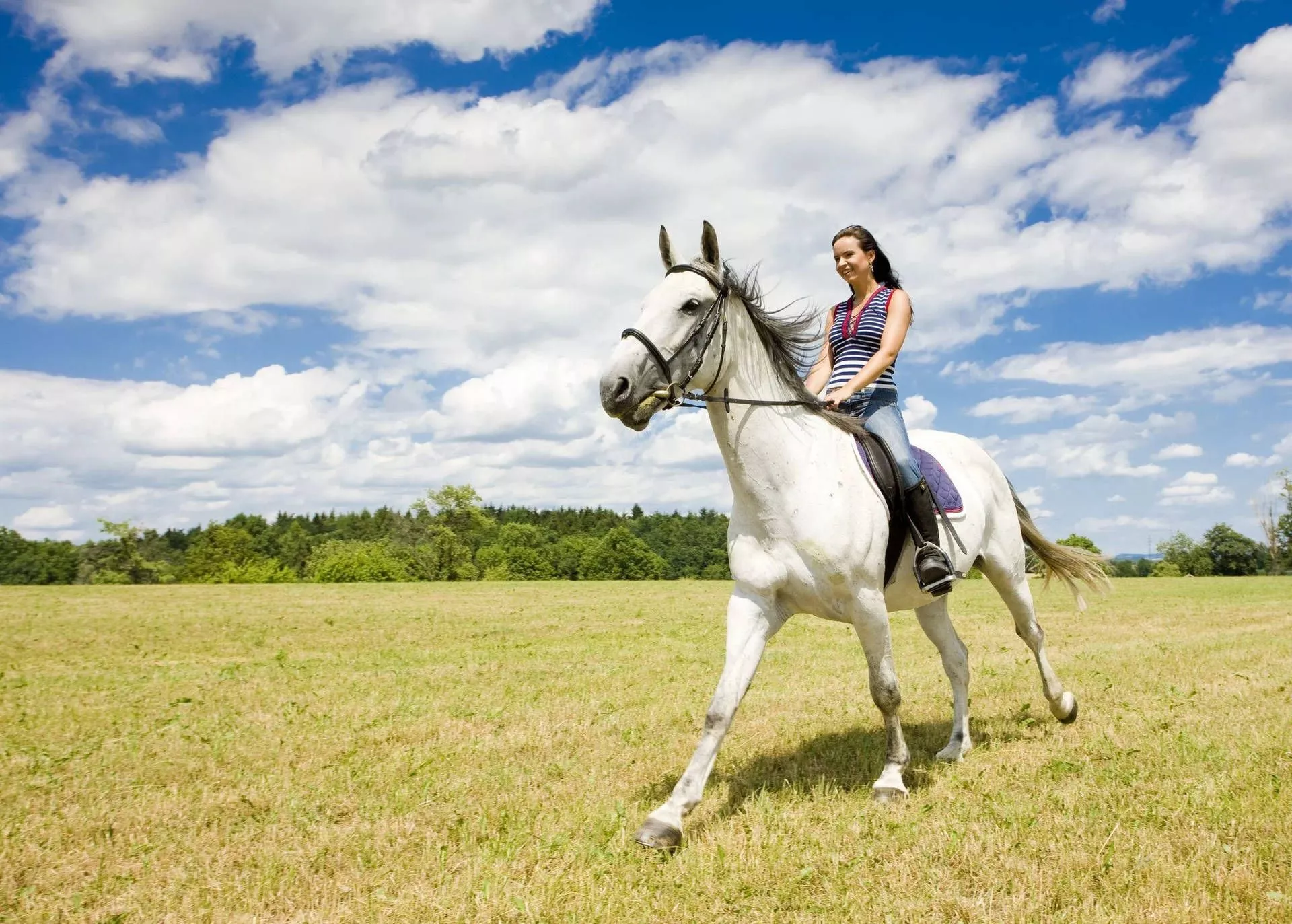 Download Horse Riding Lipizzan Grass