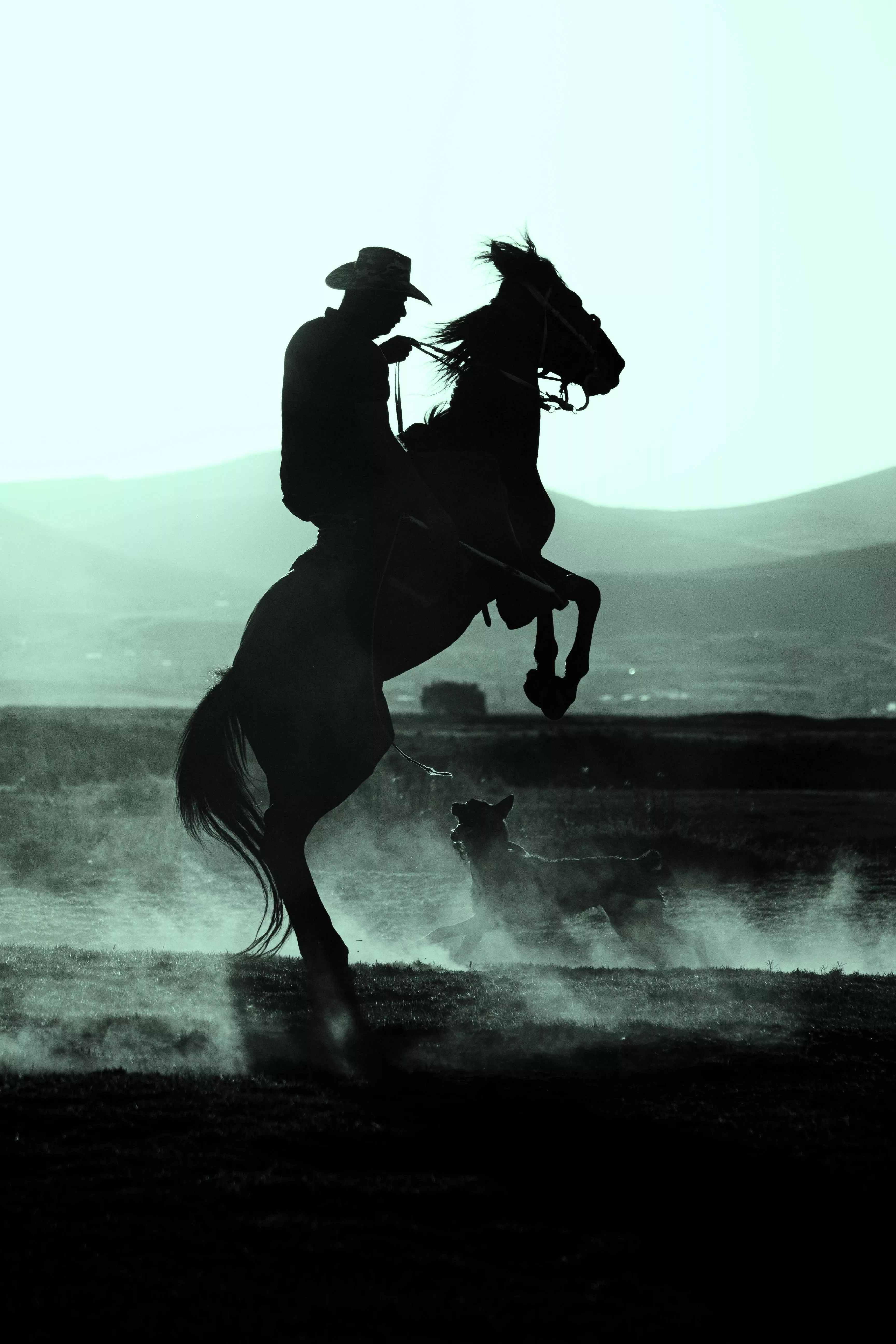Rearing Horse Photo, Download The BEST
