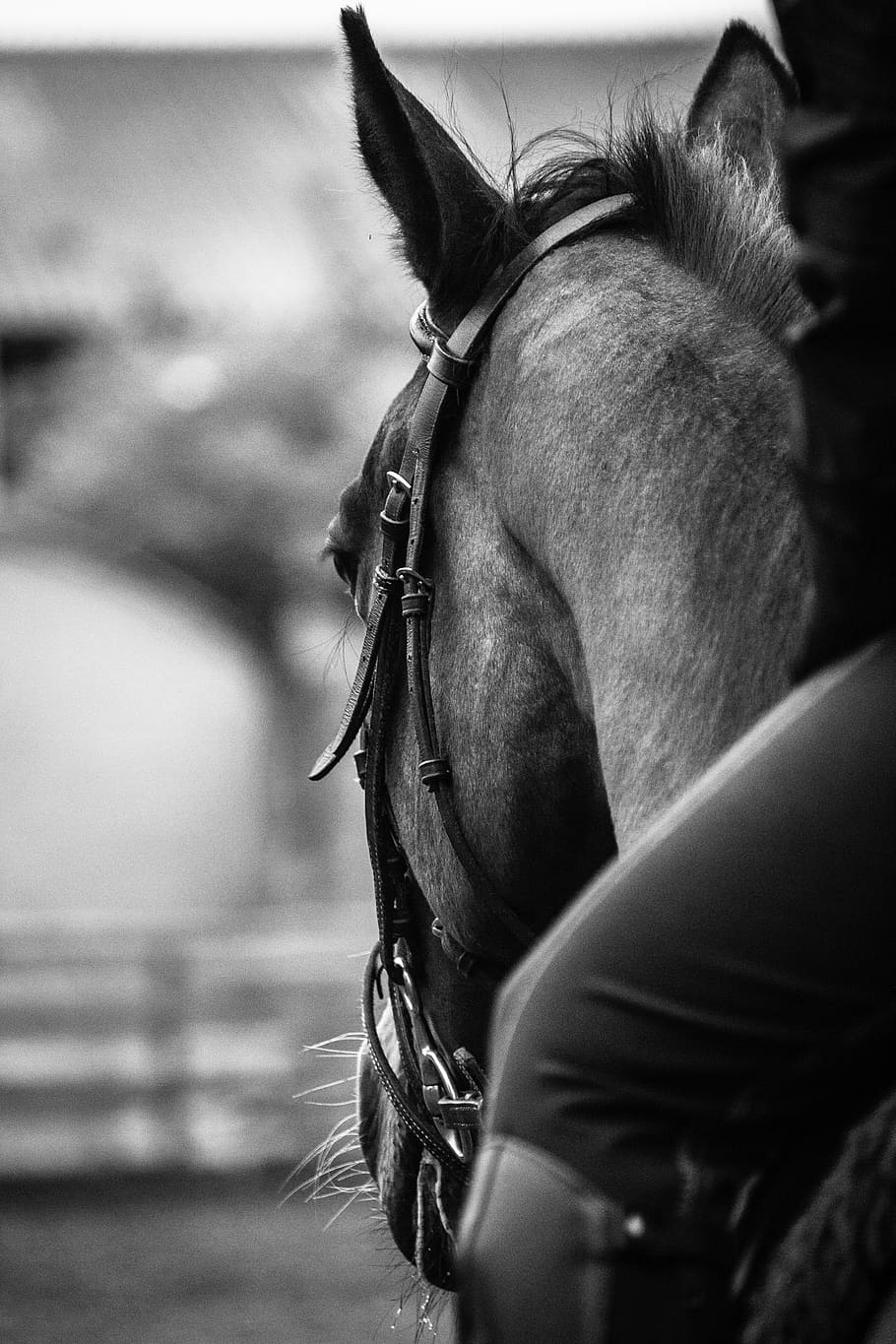 Equestrian, Riding 1080P, 2K, 4K, 5K HD