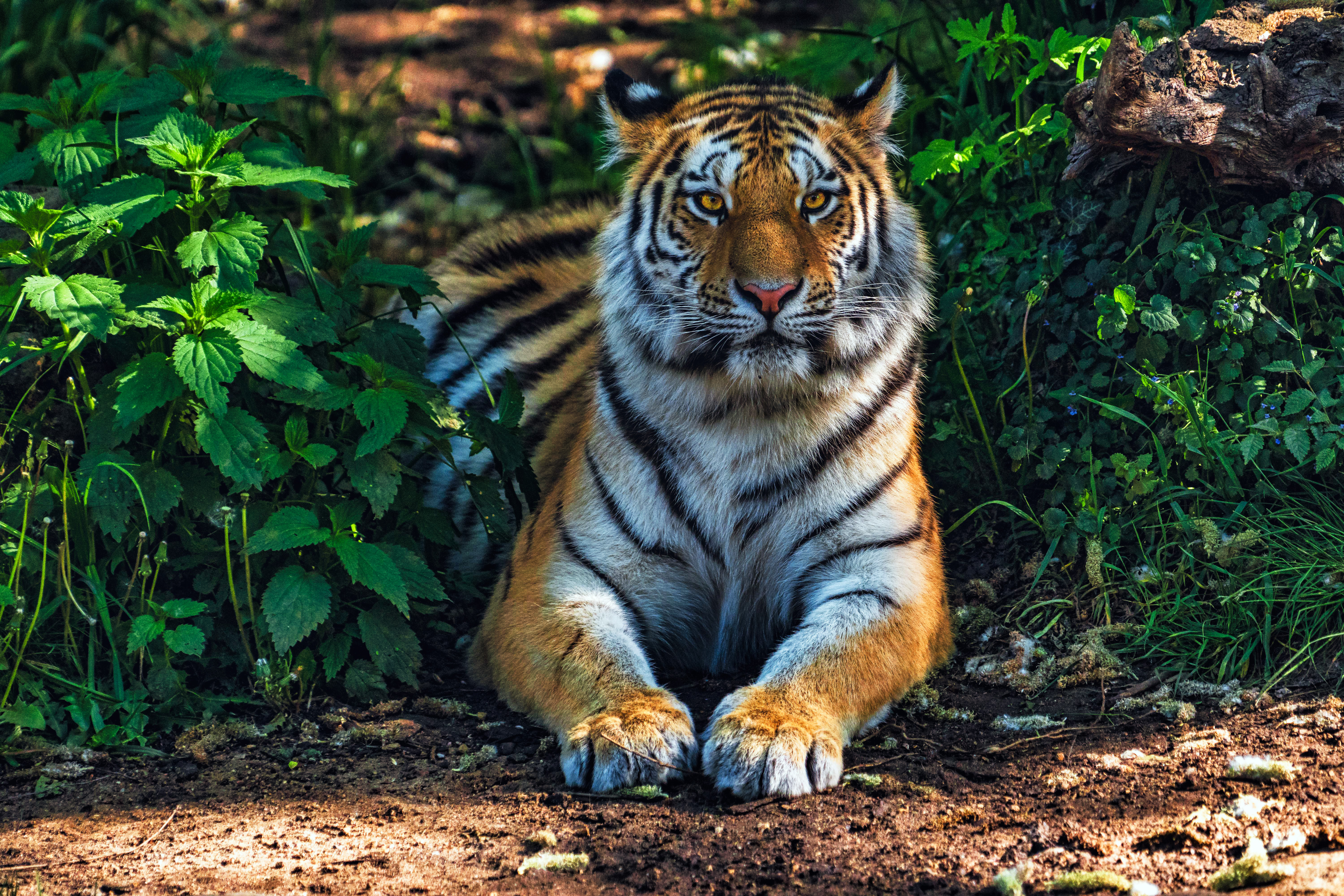 Bengal Tiger Wallpaper 4K, Forest