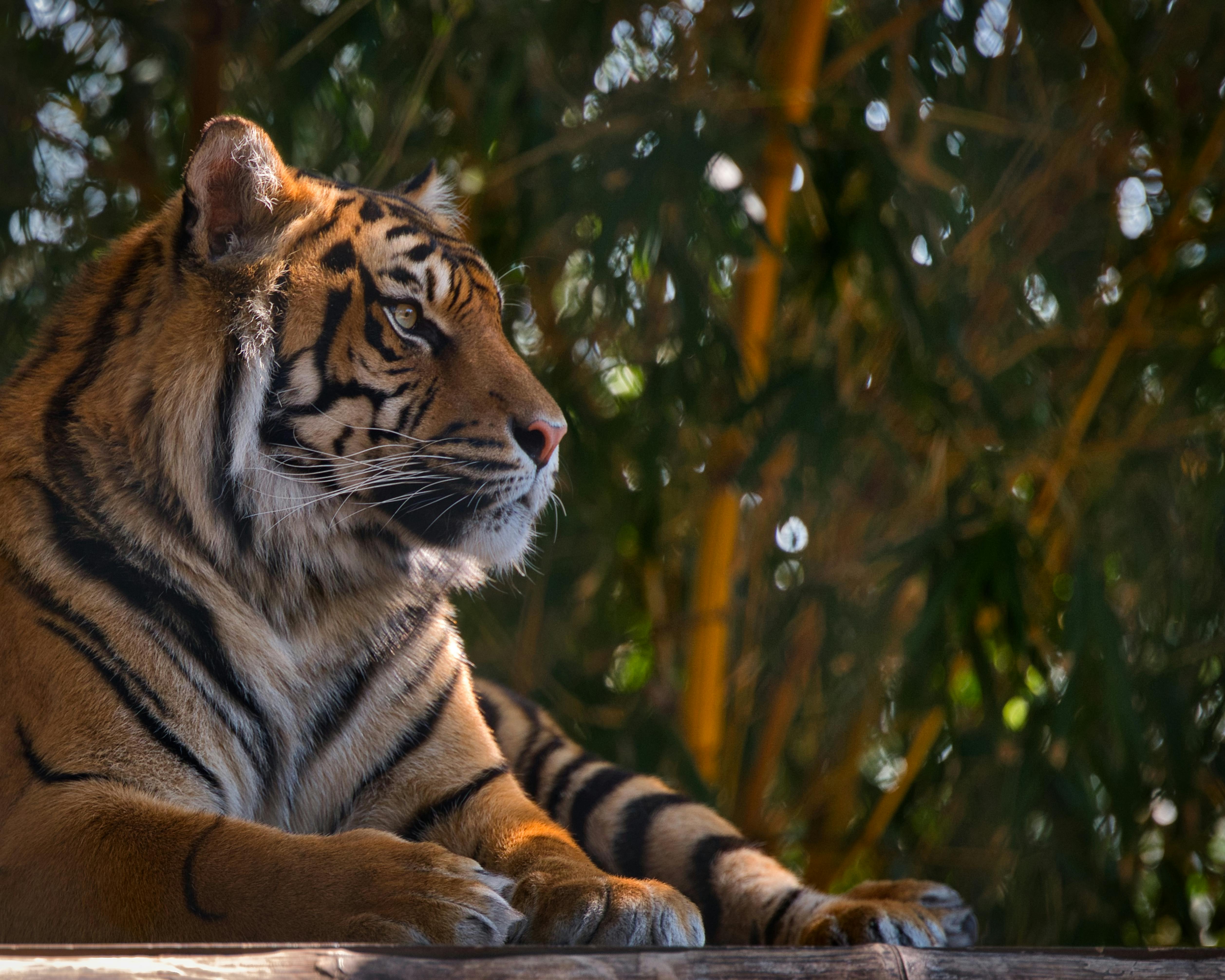 Portrait of Tiger in a Jungle · Free